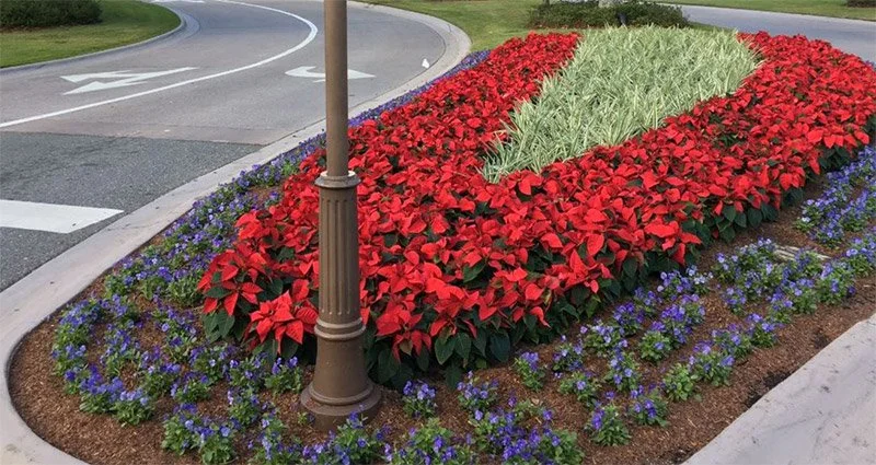 news-annual-flowers-guide-3 (1).jpg