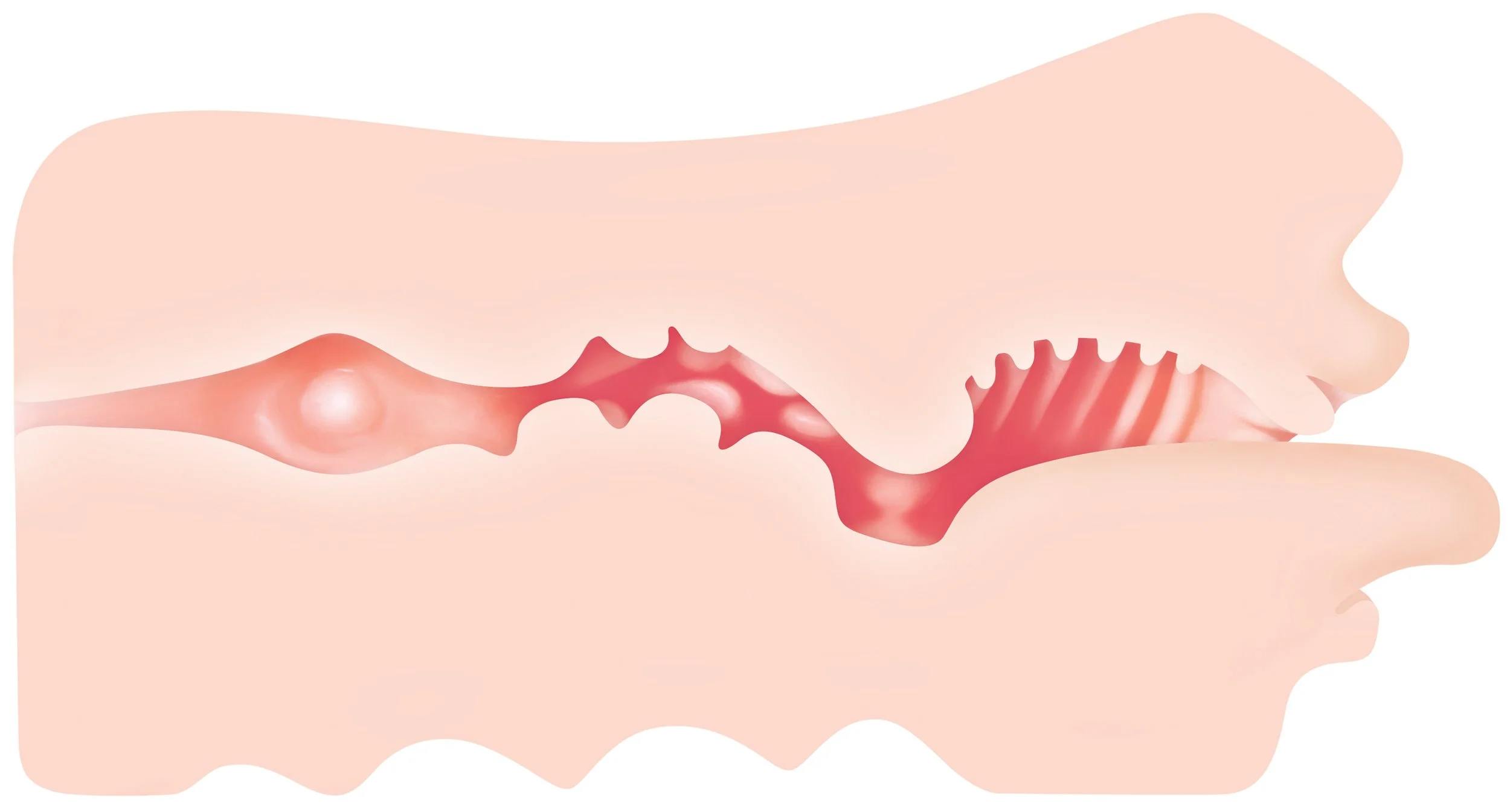 Real Mouth Stroker Inside.jpg