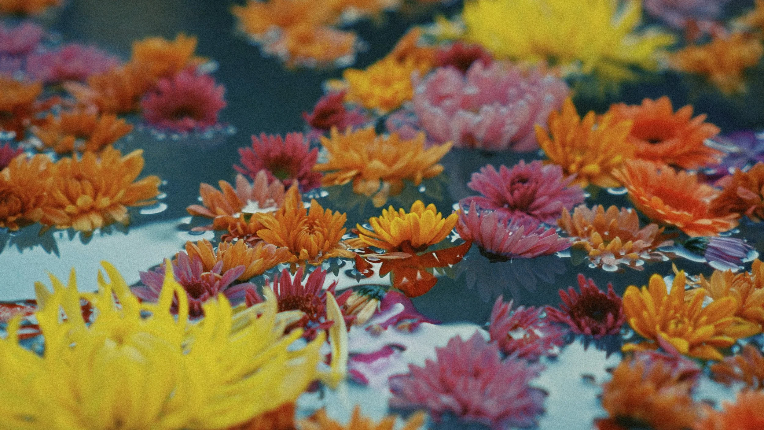 Fleurs colorées flottant sur l'eau