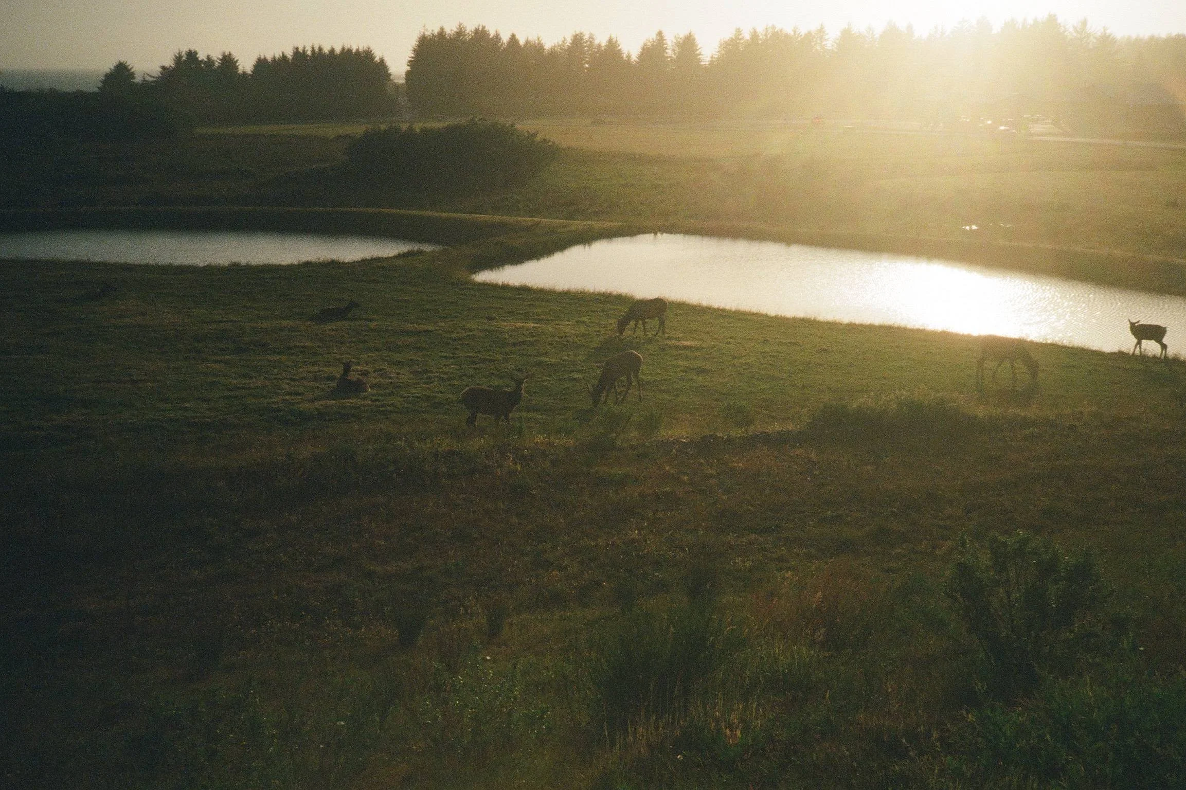 Elk at Sunrise • Crescent City, CA