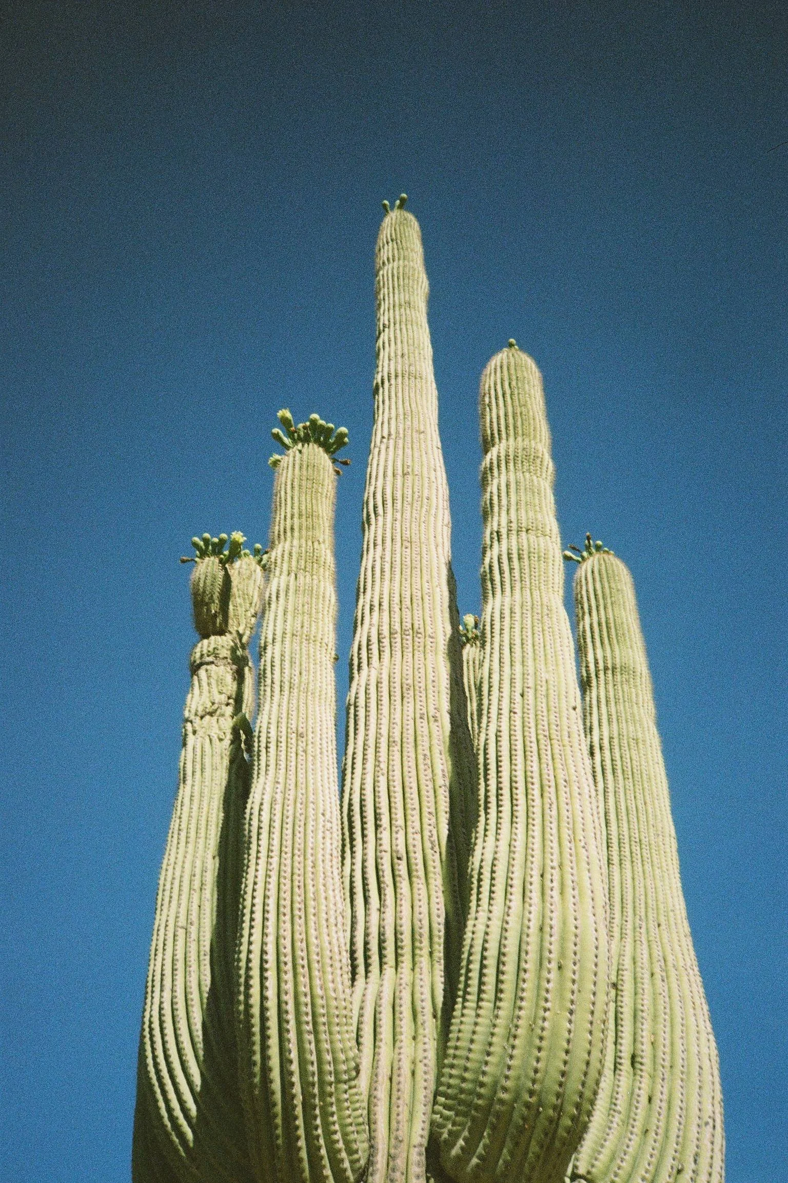 Saguaro • Tucson, AZ