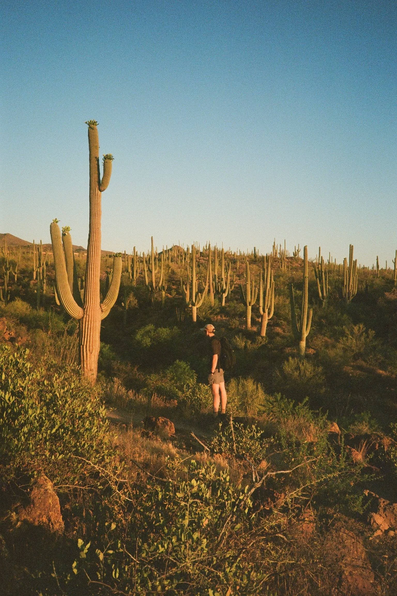 Sweetwater Preserve • Tucson, AZ