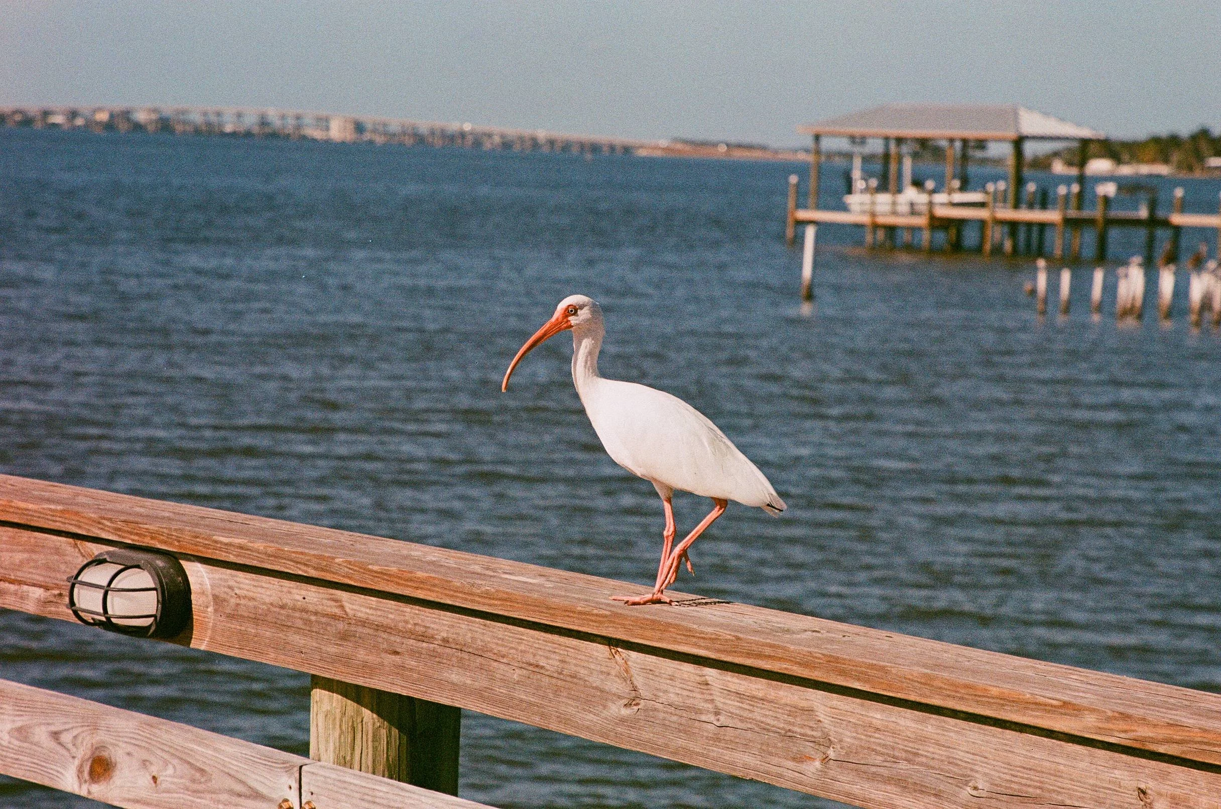 White Ibis • Melbourne, FL