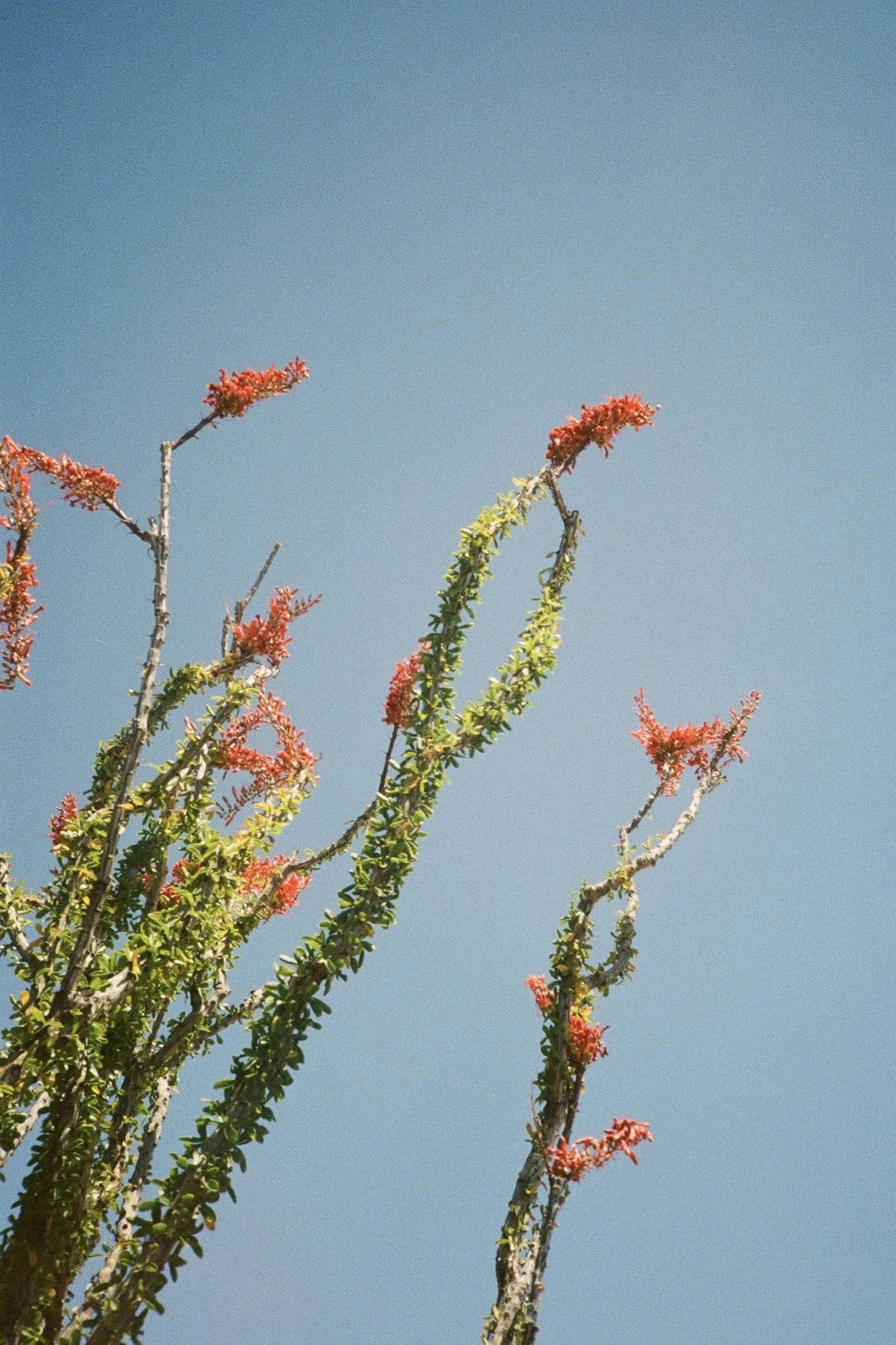 Octillo • Joshua Tree, CA
