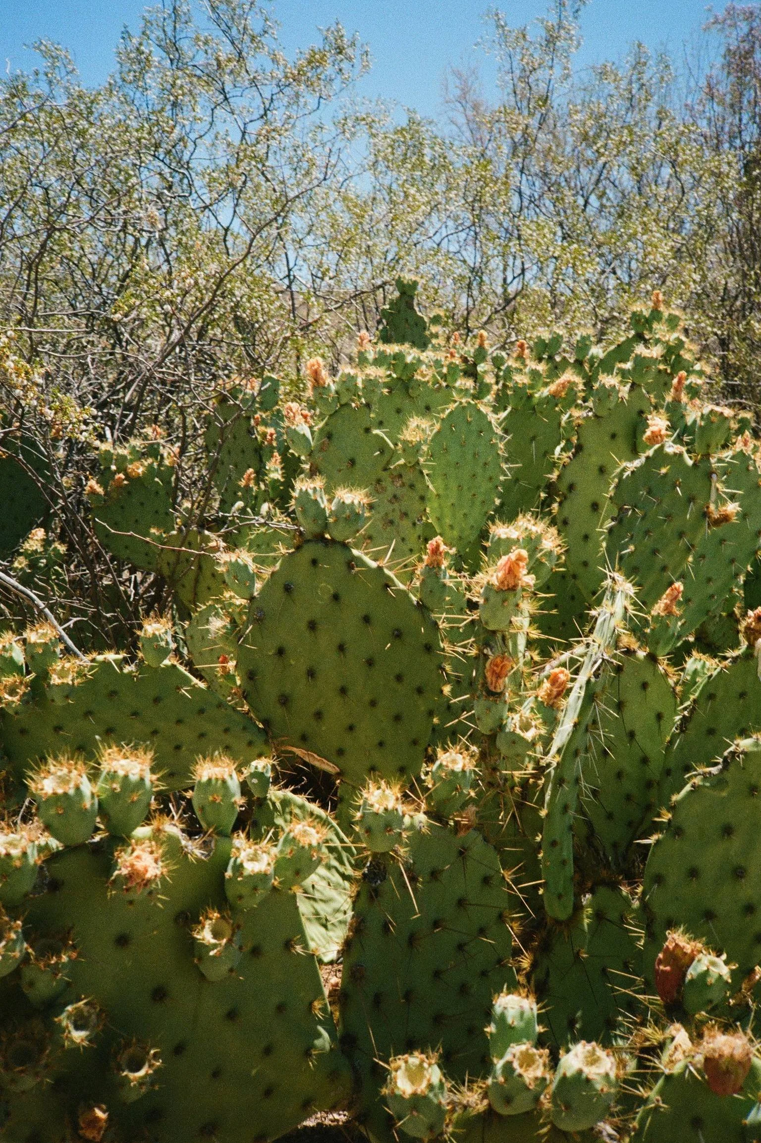 Prickly Pear • Tucson, AZ