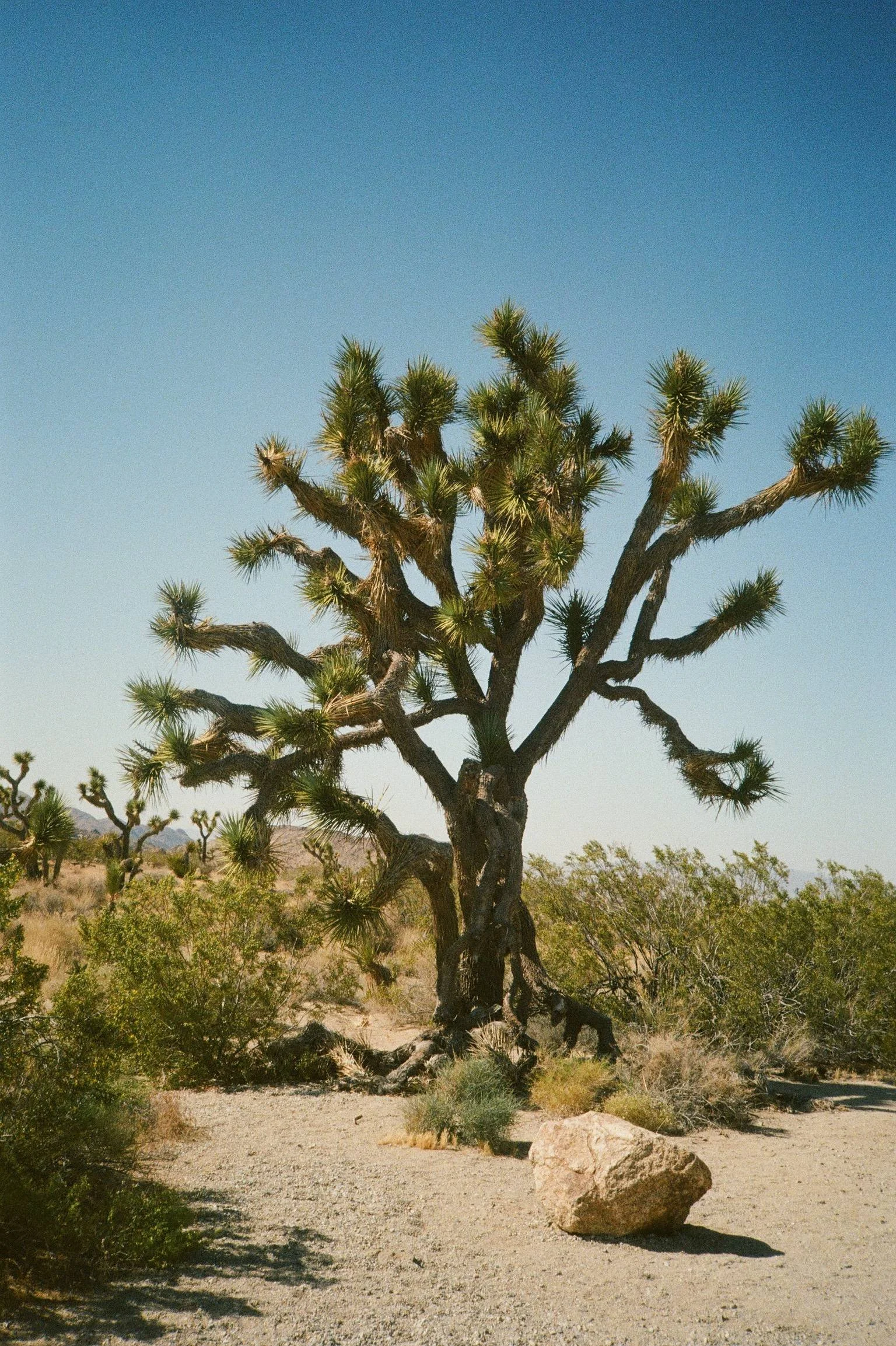 Yucca • Joshua Tree, CA