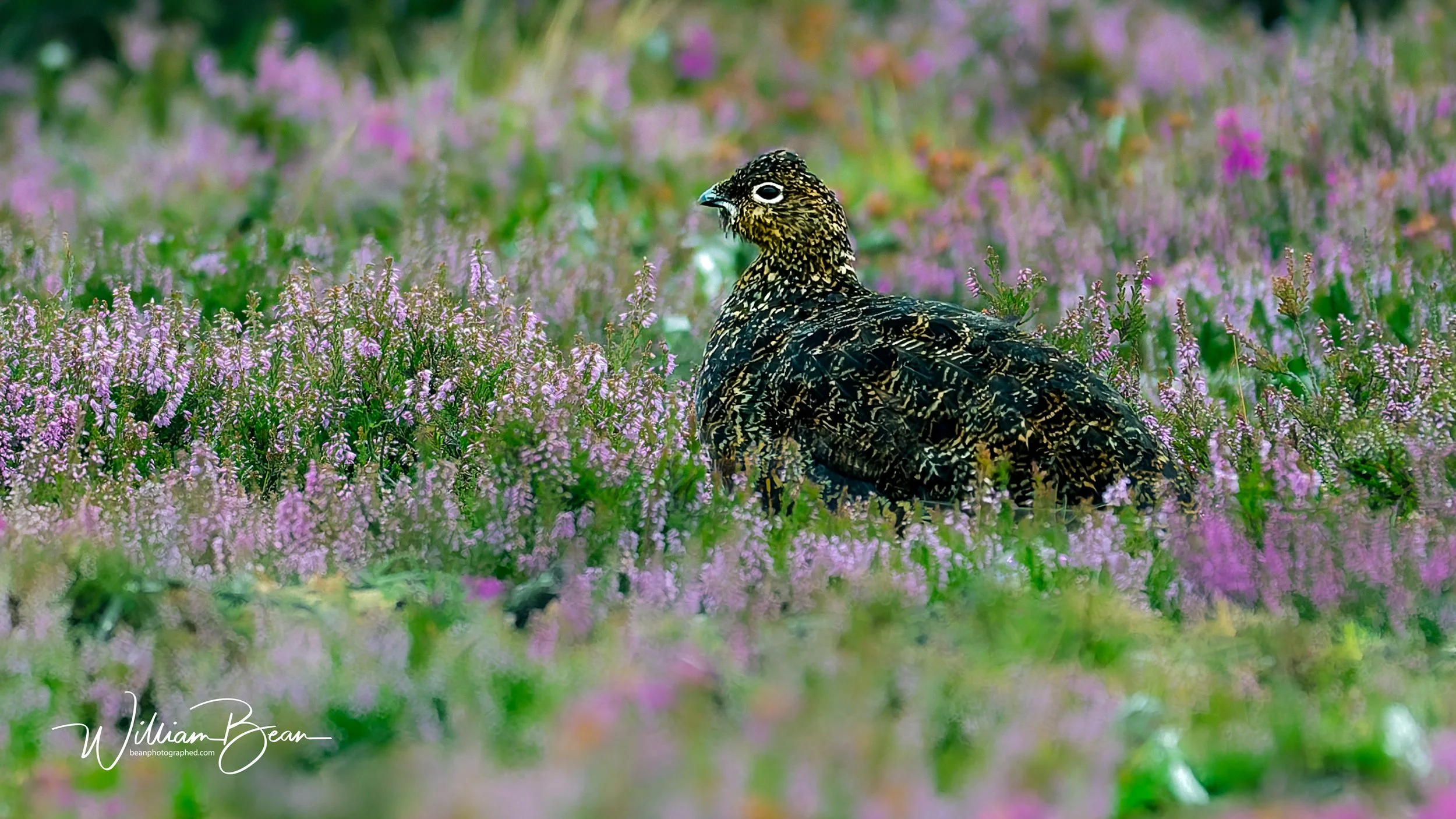 Hay Rolls Mouse-0003.jpg