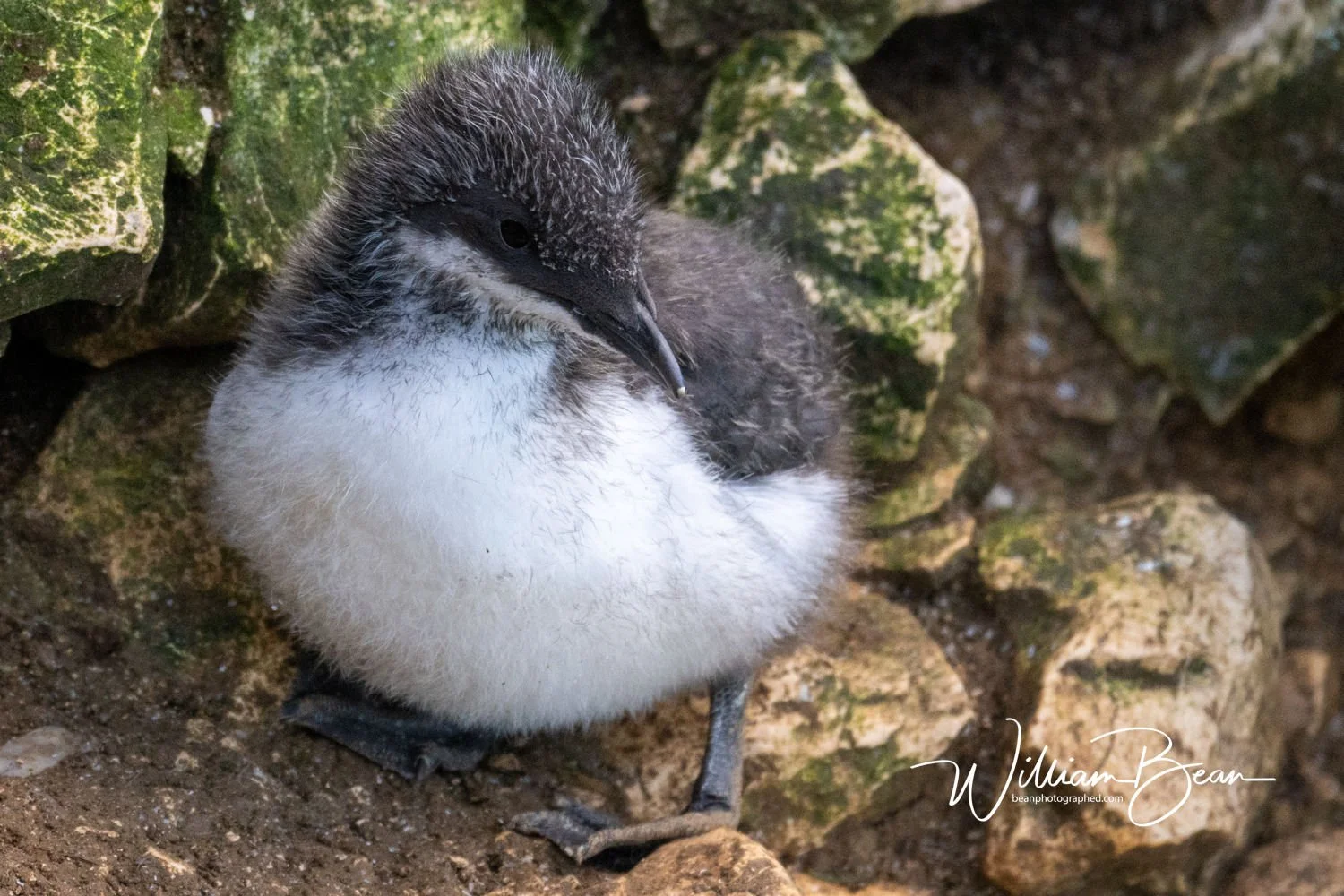 Gannet Dive-0003.jpg