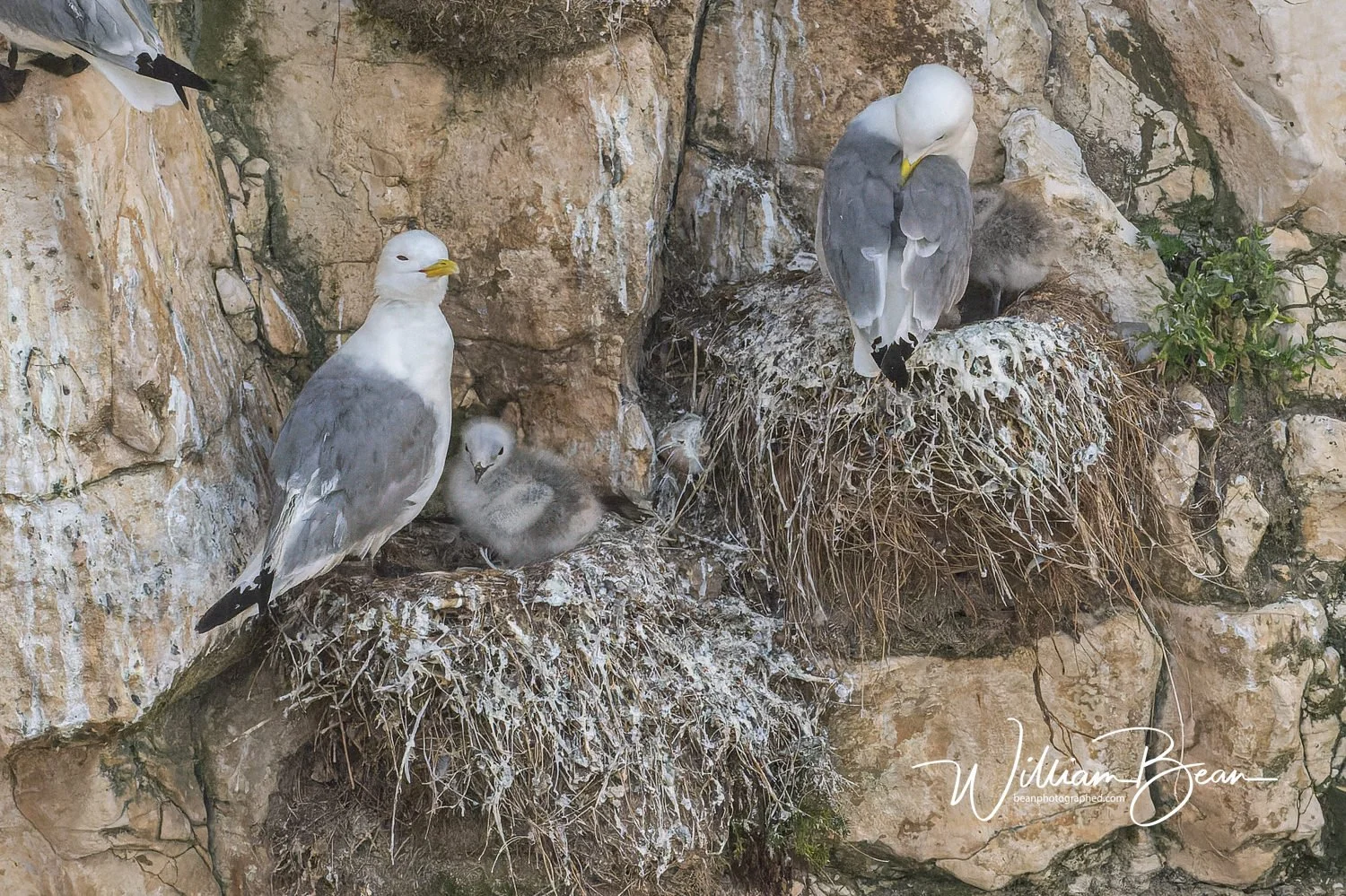 Bempton Cliffs Chicks-0014.jpg