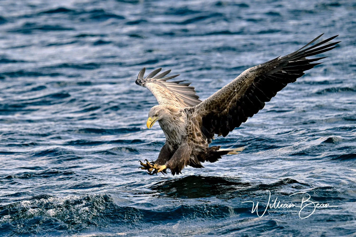 Sea Eagle Mull-0003.jpg