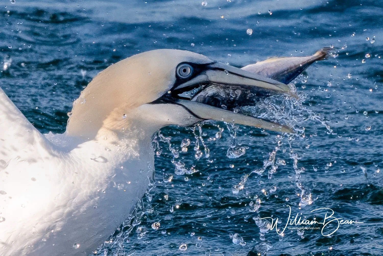 Gannet Dive-0001.jpg