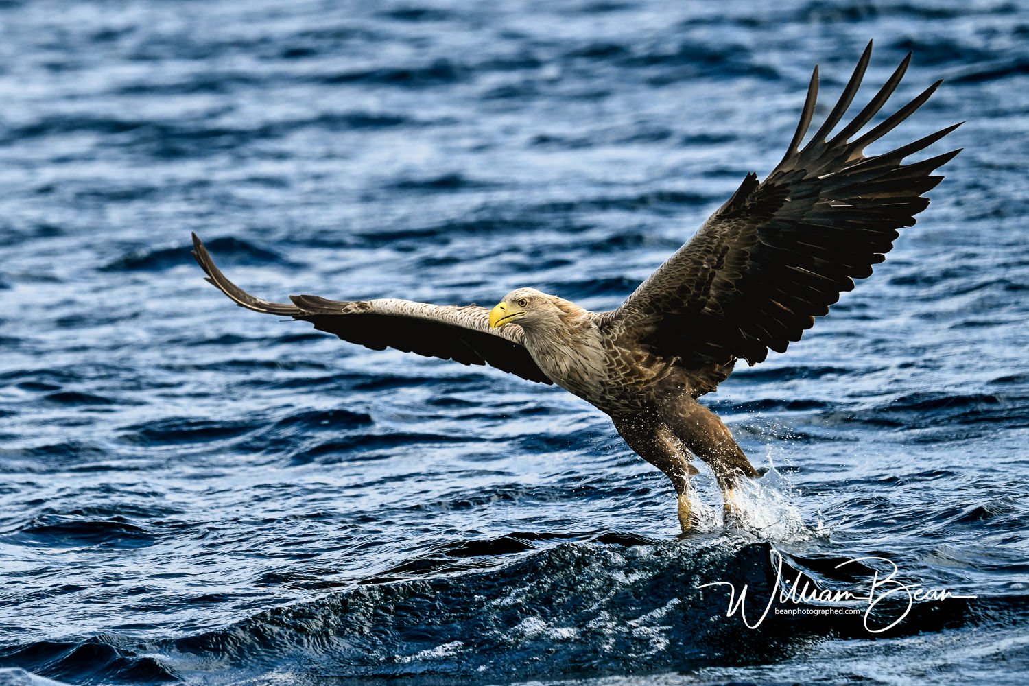 Sea Eagle Mull-0004.jpg