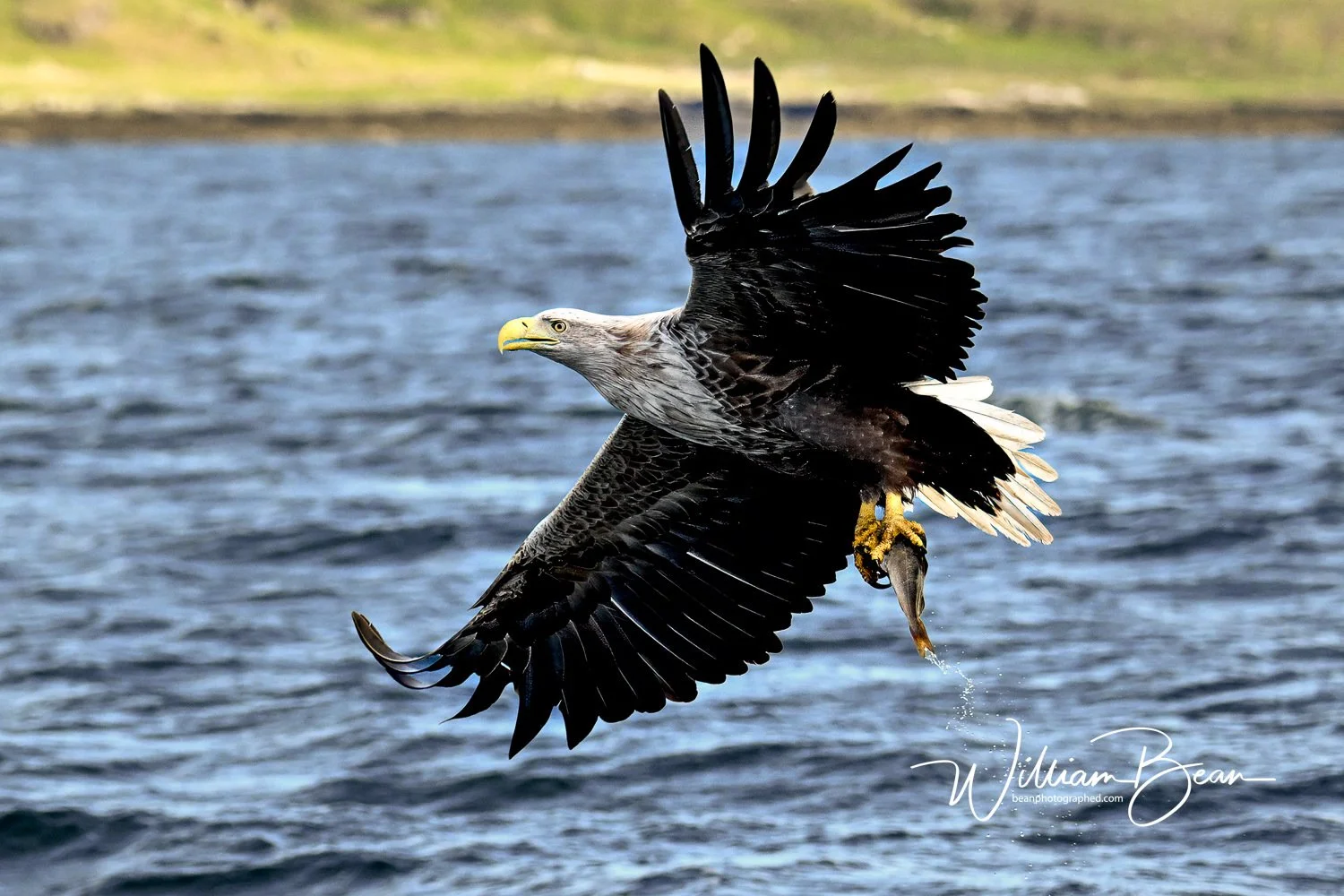 Sea Eagle Mull-0006.jpg