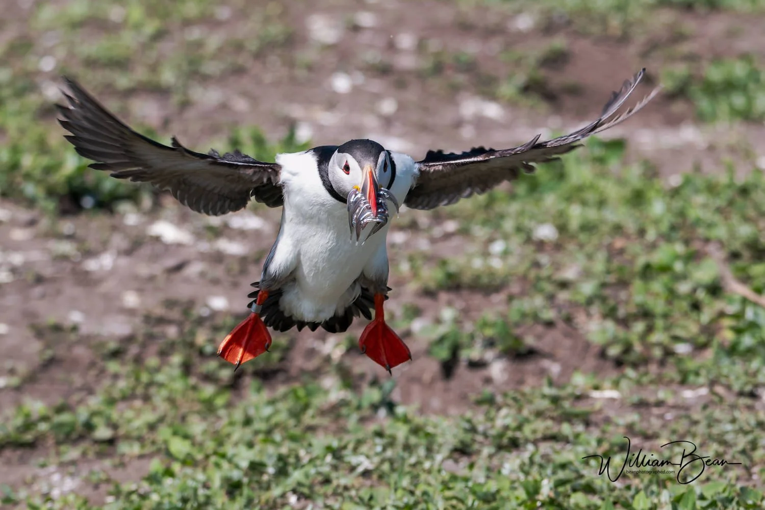 Farnes June 2024-0002.jpg