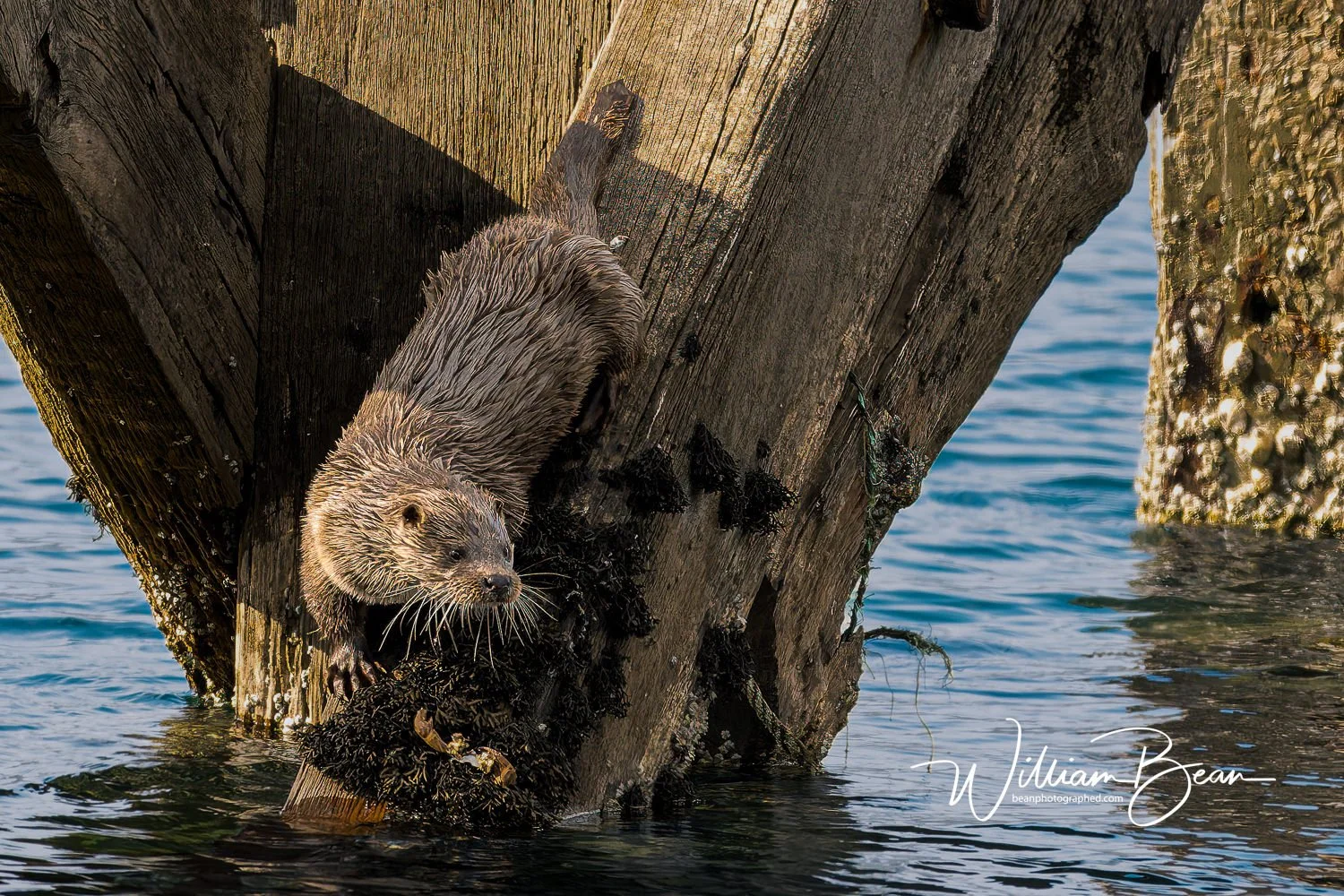 Sea Otters Mull 2025-0001.jpg