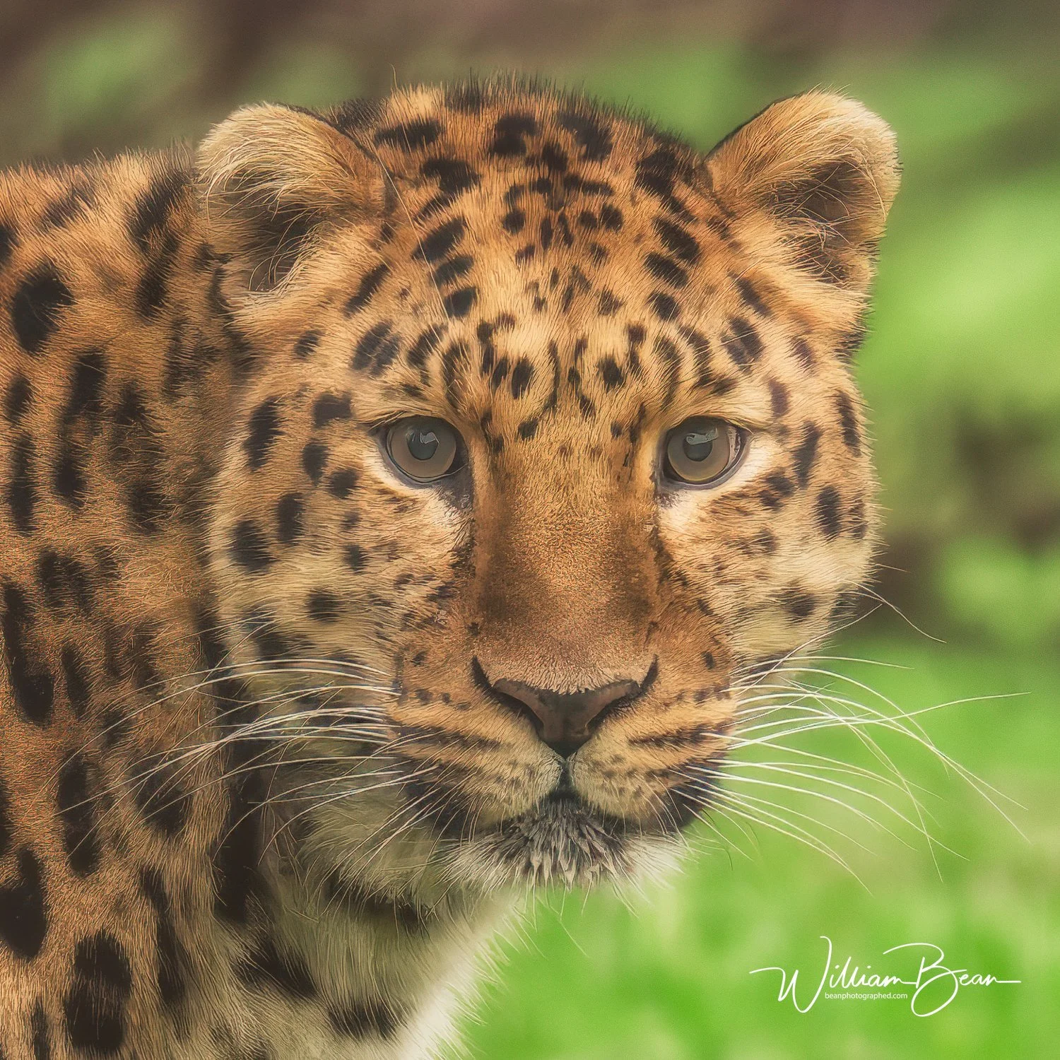 Yorkshire Wildlife Zoo 03 Feb 2026-3.jpg