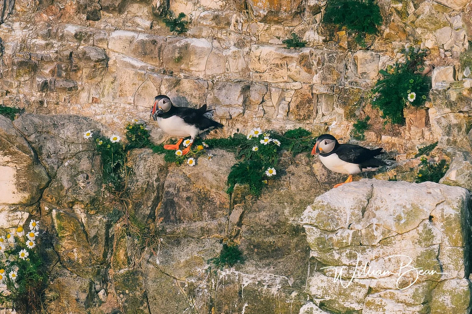 Bempton Cliffs Chicks-0016.jpg