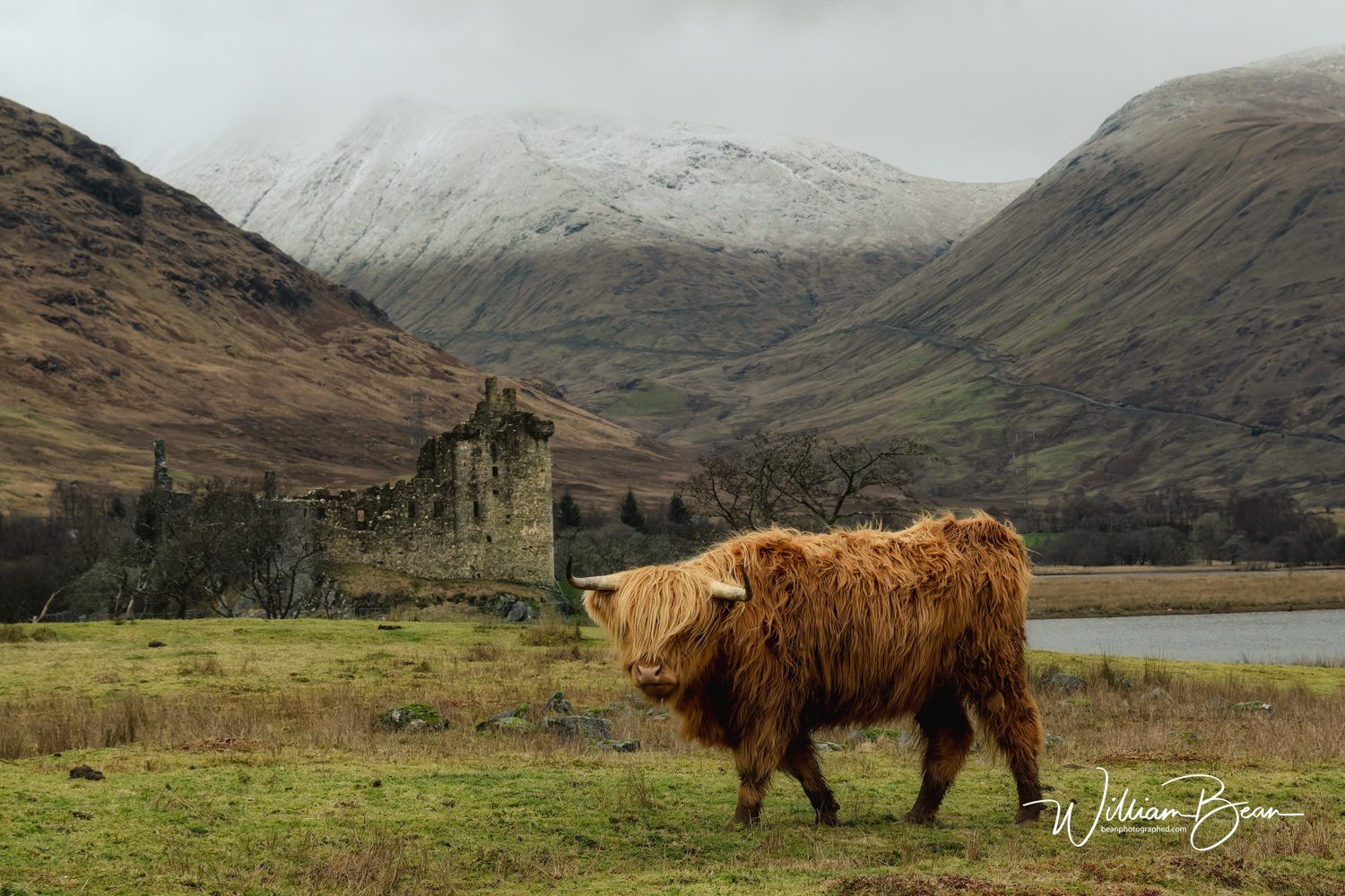 Highliand Moo Kilchurn Castle Scotland-1.jpg