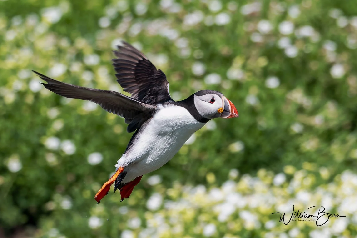 Farnes June 2024-0006.jpg