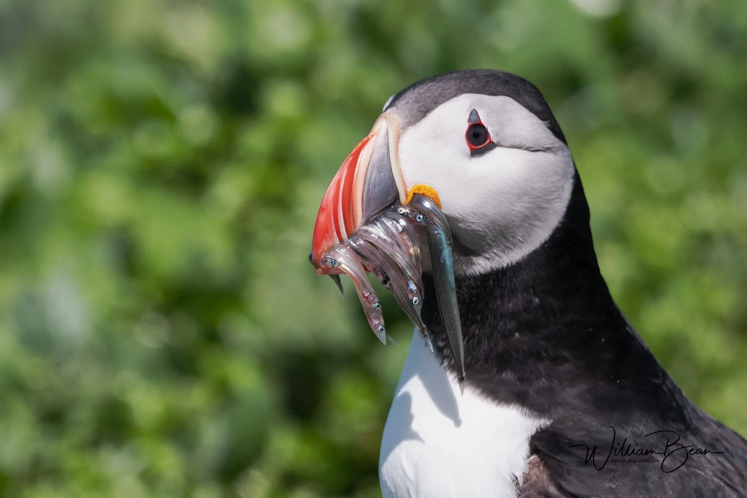 Farnes June 2024-0005.jpg