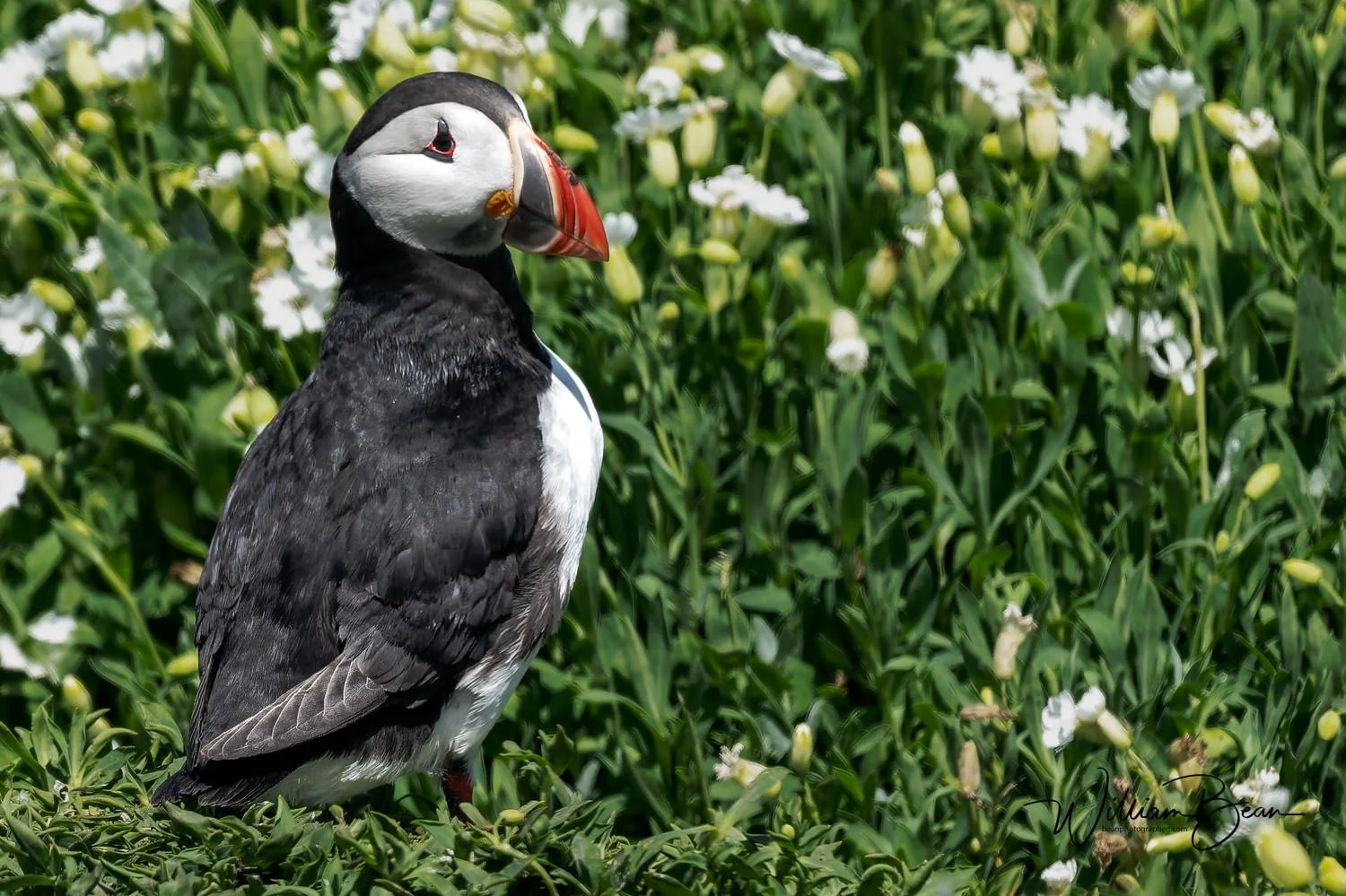 Farnes June 2024-0001.jpg