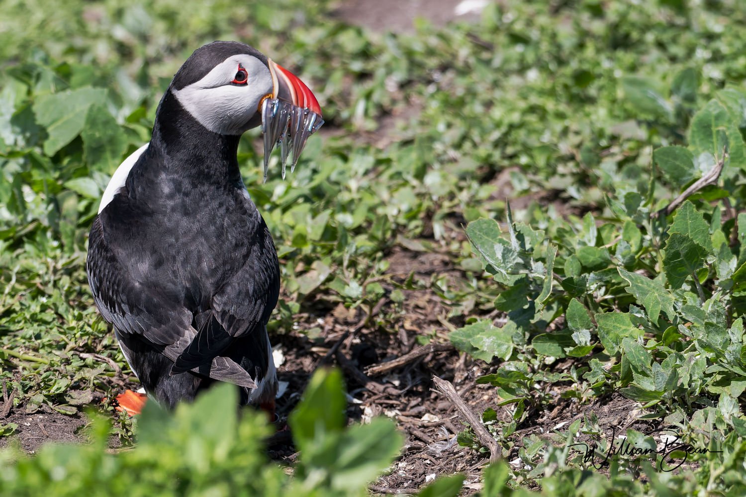 Farnes June 2024-0003.jpg