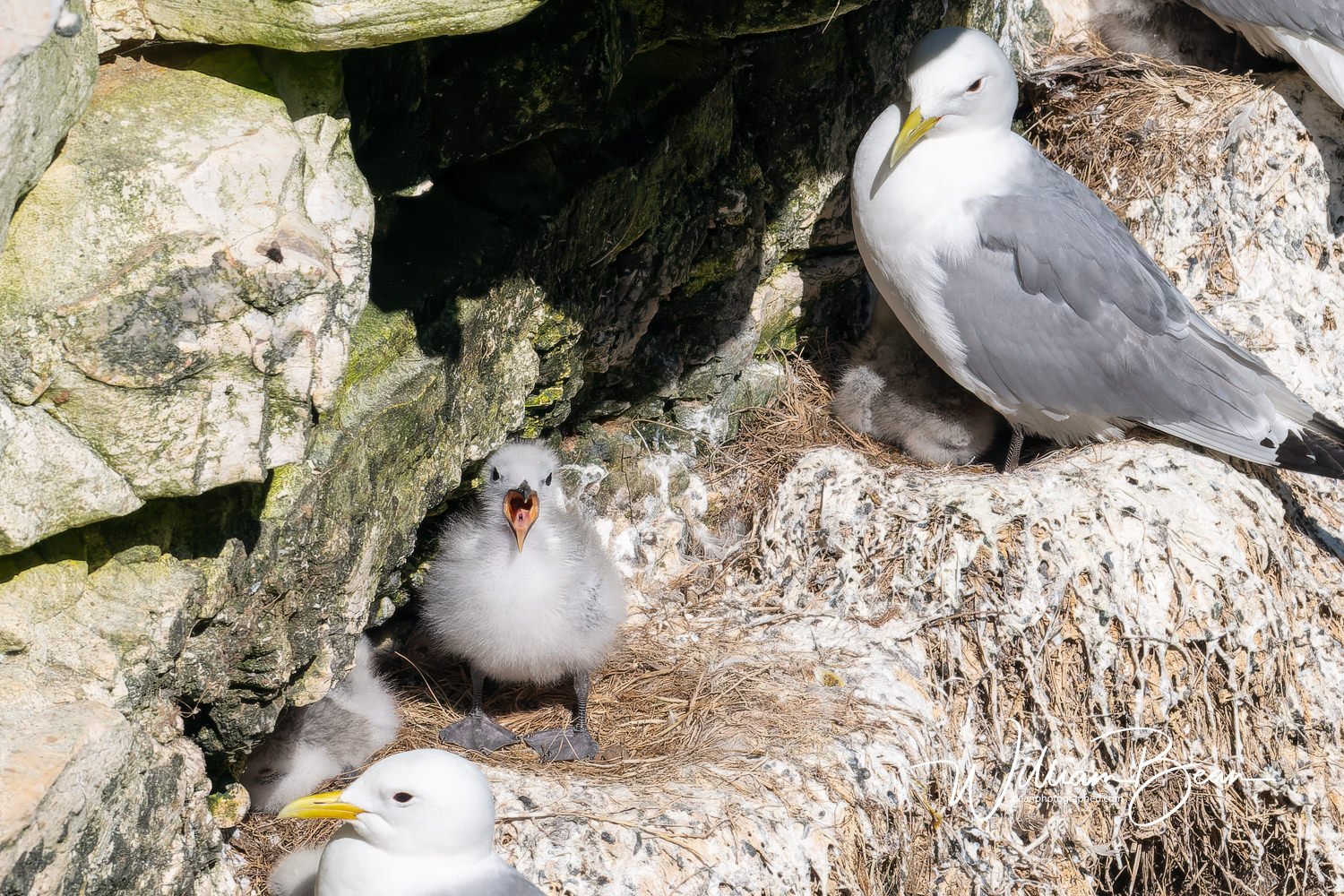 Bempton Cliffs Chicks-0005.jpg
