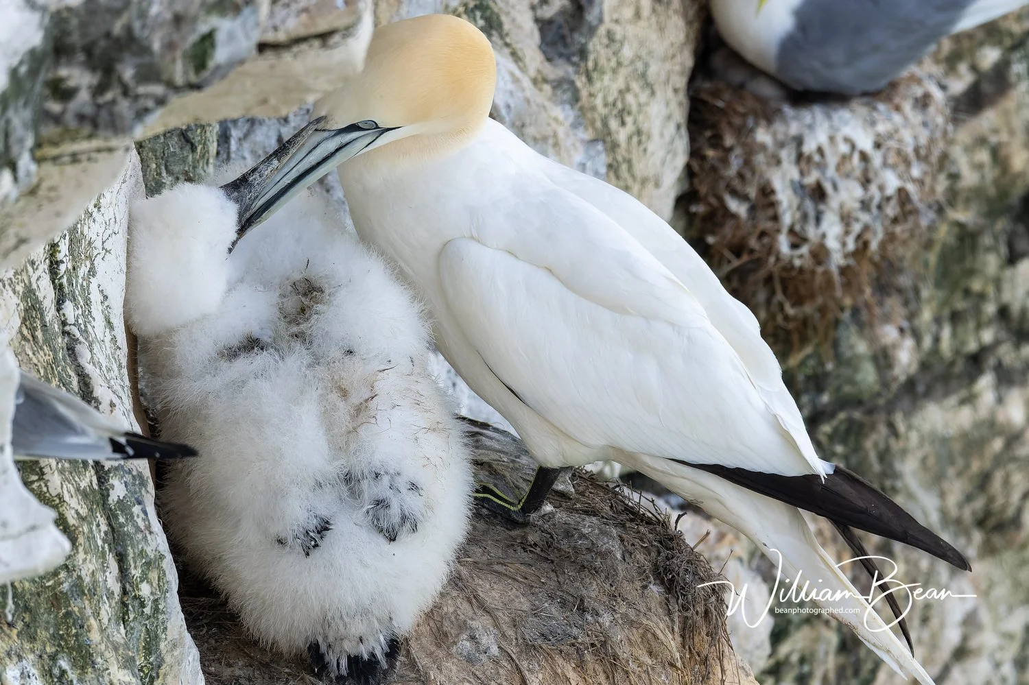 Bempton Cliffs Chicks-0002.jpg