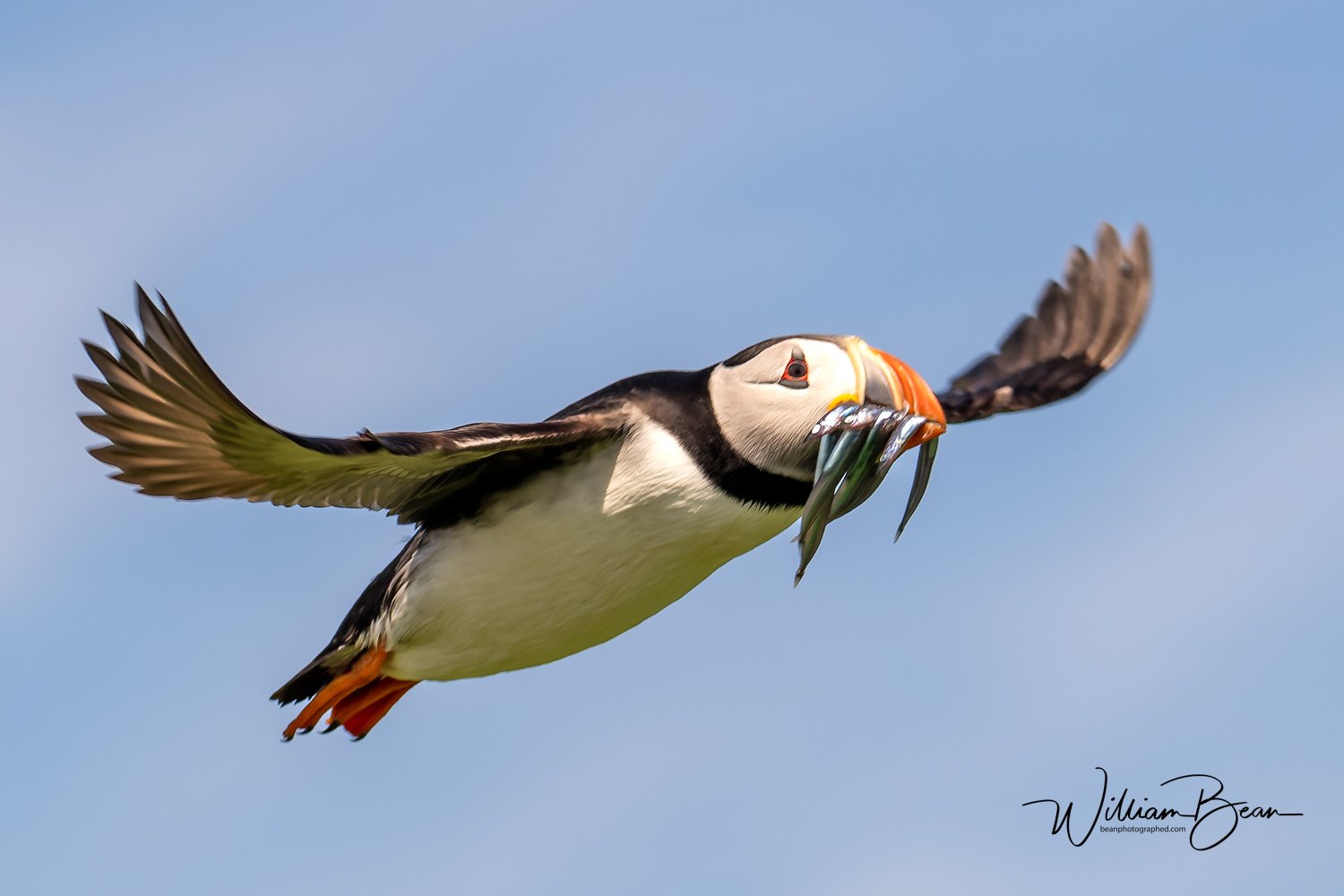 Farnes June 2024-0007.jpg