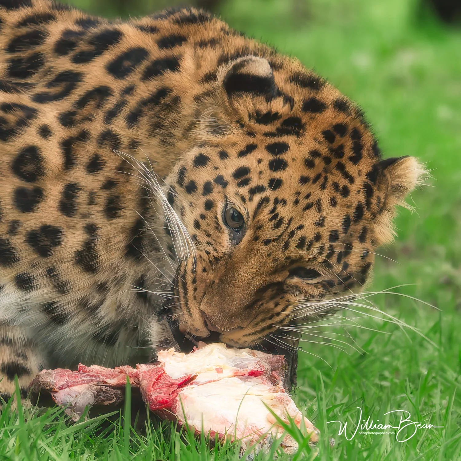 Yorkshire Wildlife Zoo 03 Feb 2026-4.jpg
