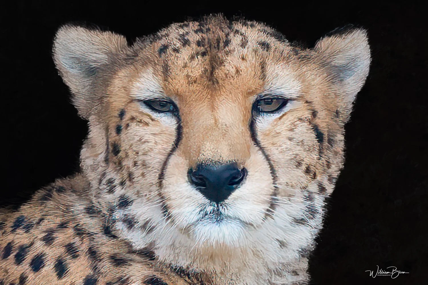 Yorkshire Wildlife Park-9.jpg