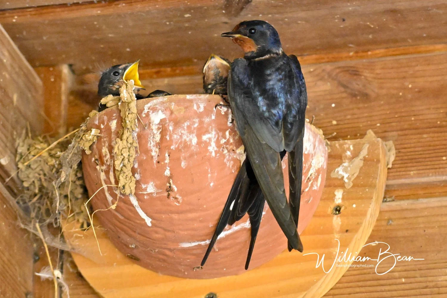 Bempton Cliffs Chicks-0010.jpg