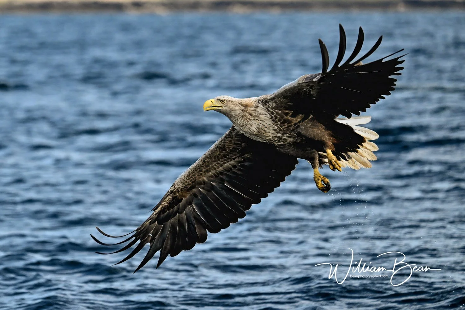 Sea Eagle Mull-0005.jpg