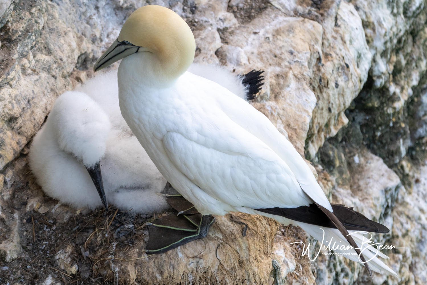 Gannet Dive-0002.jpg