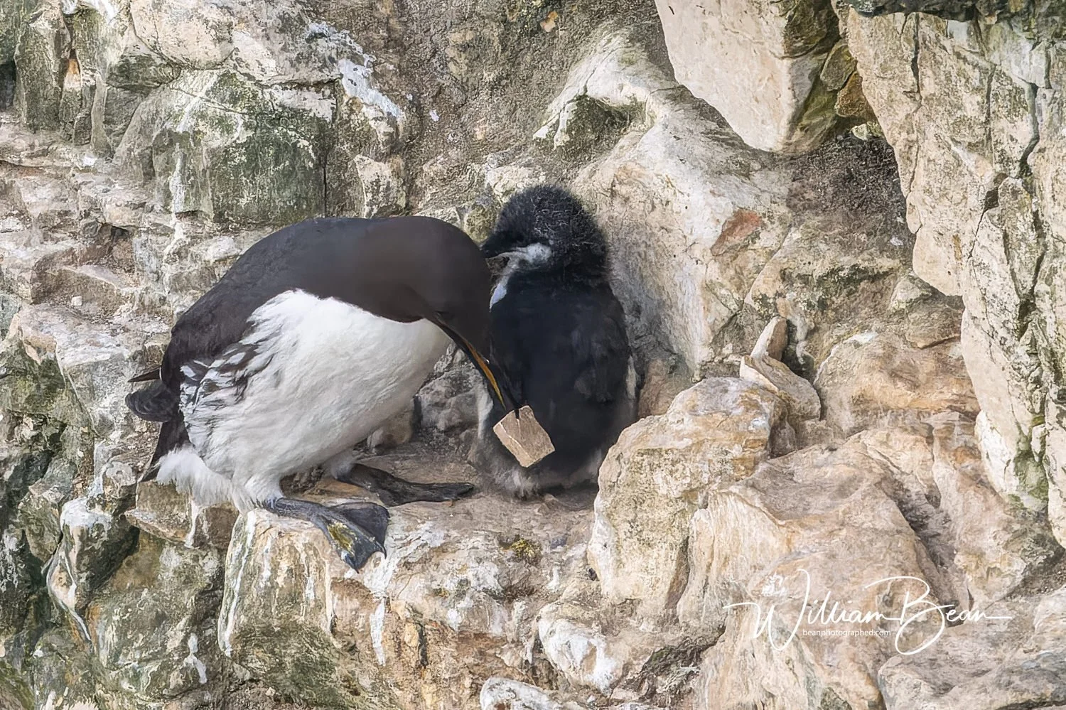 Bempton Cliffs Chicks-0011.jpg