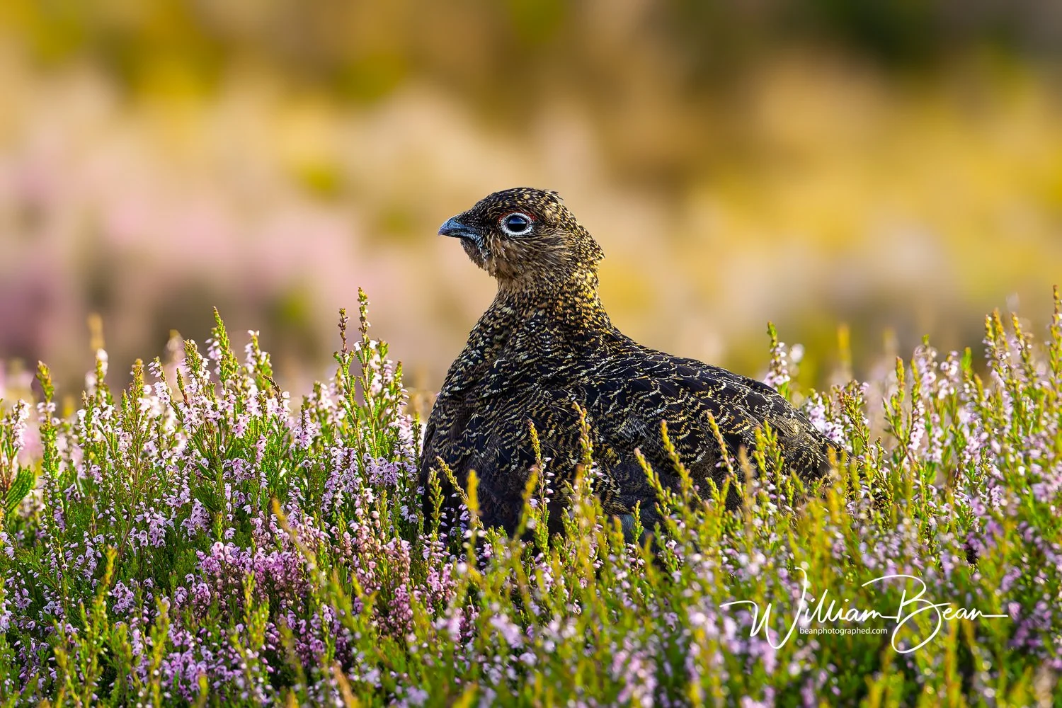 N York Moors 2-0001.jpg