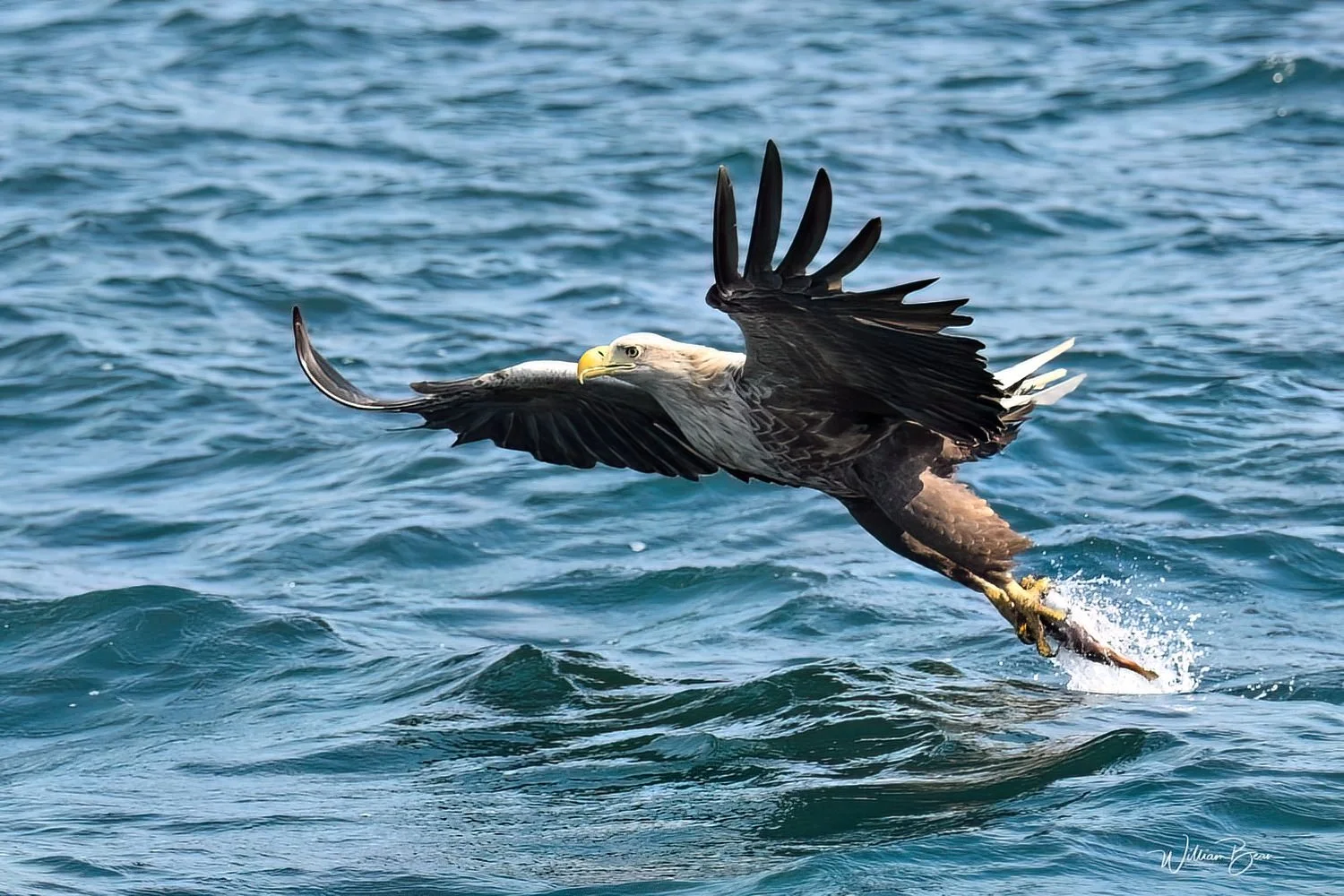 Sea Eagle Mull.jpg