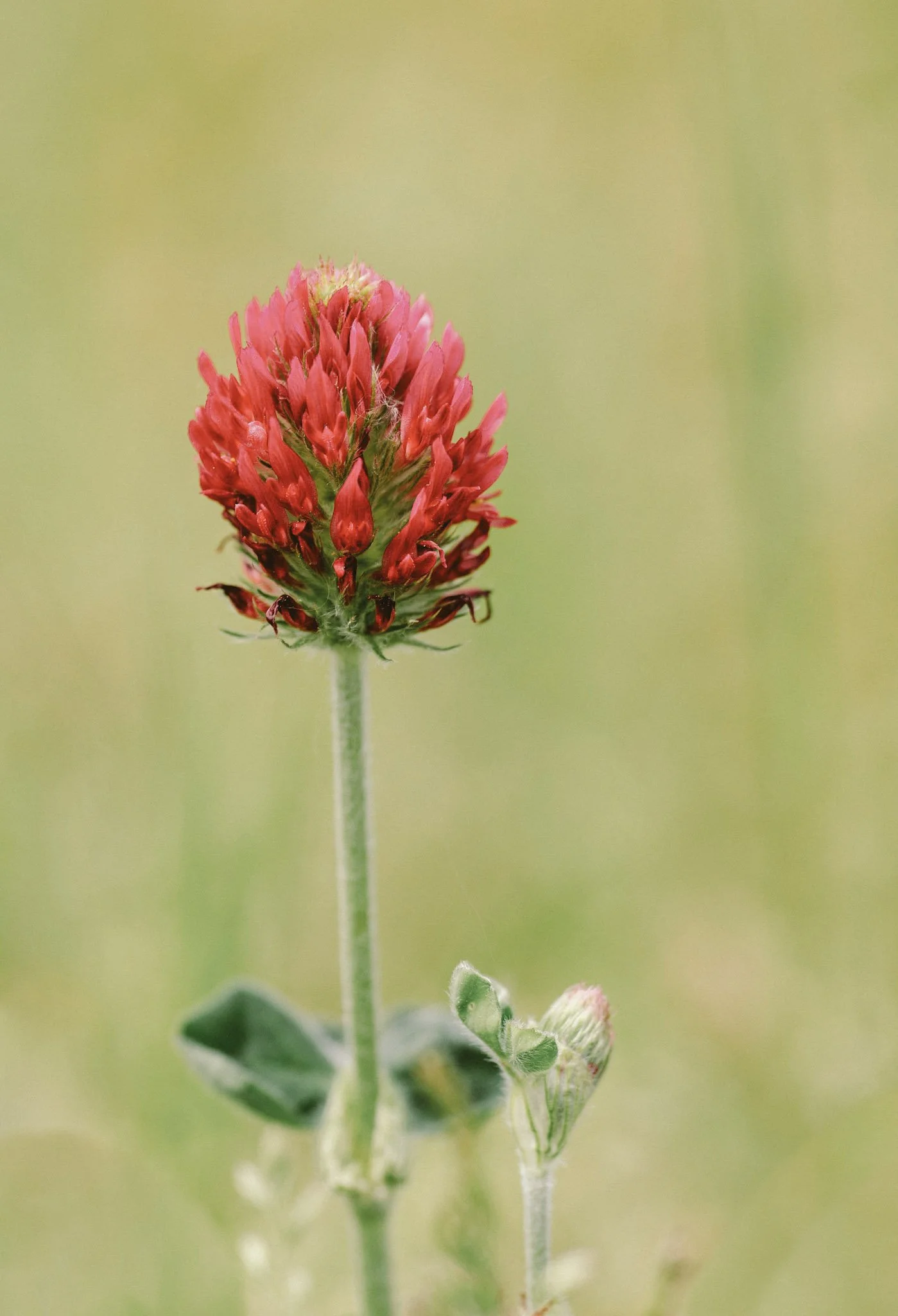Close-up of a red clover flower against a blurred green background.