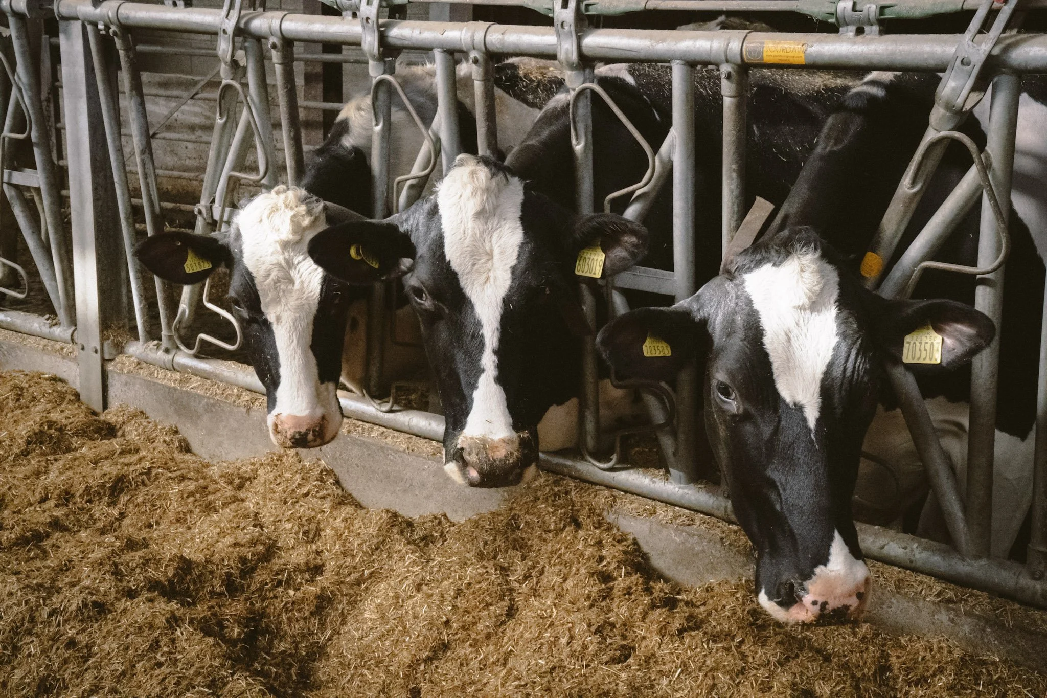 Three Holstein cows in a barn, eating hay from a manger, with their heads outside metal feeding gates.