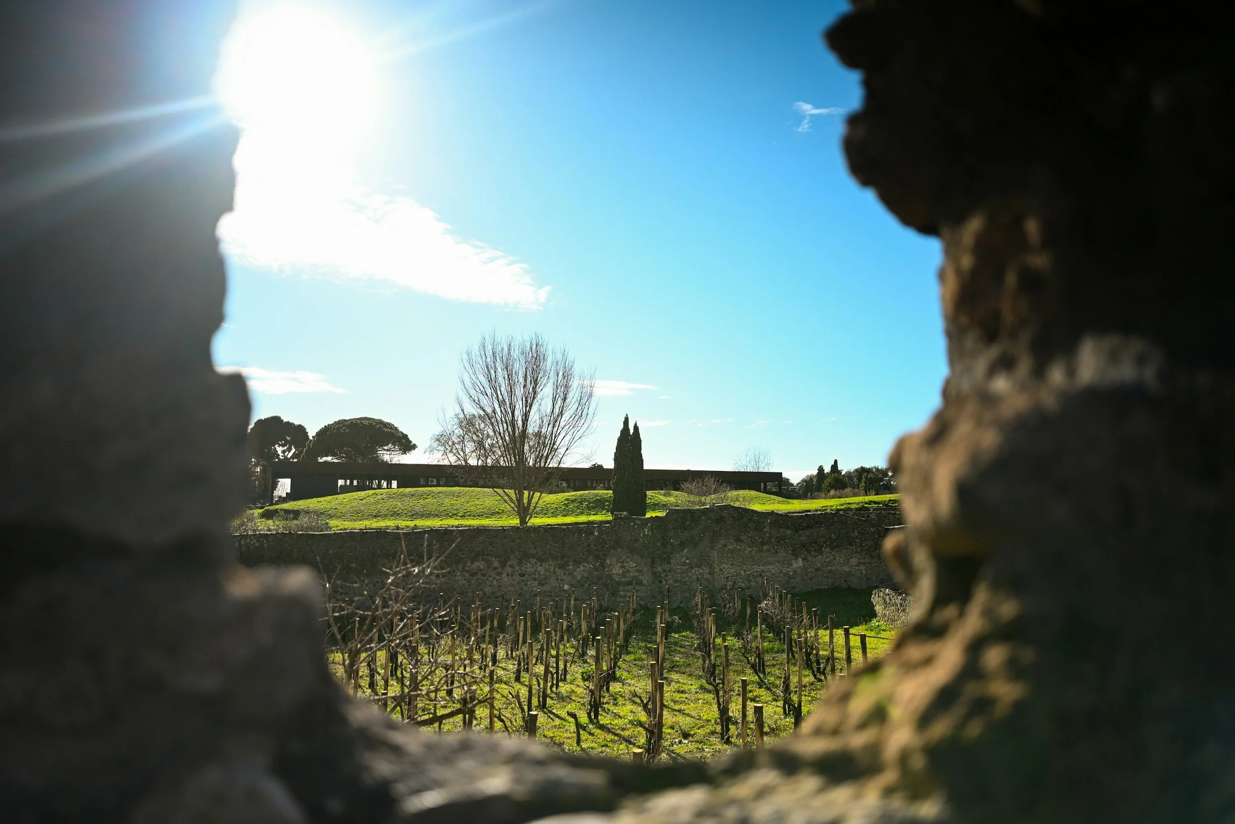 Italian vineyard between stone walls, with a grassy hill, a tree, and a modern building in the background under a bright blue sky with the sun shining.