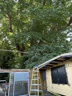 Removal/weeding of the Roof 15.8.26