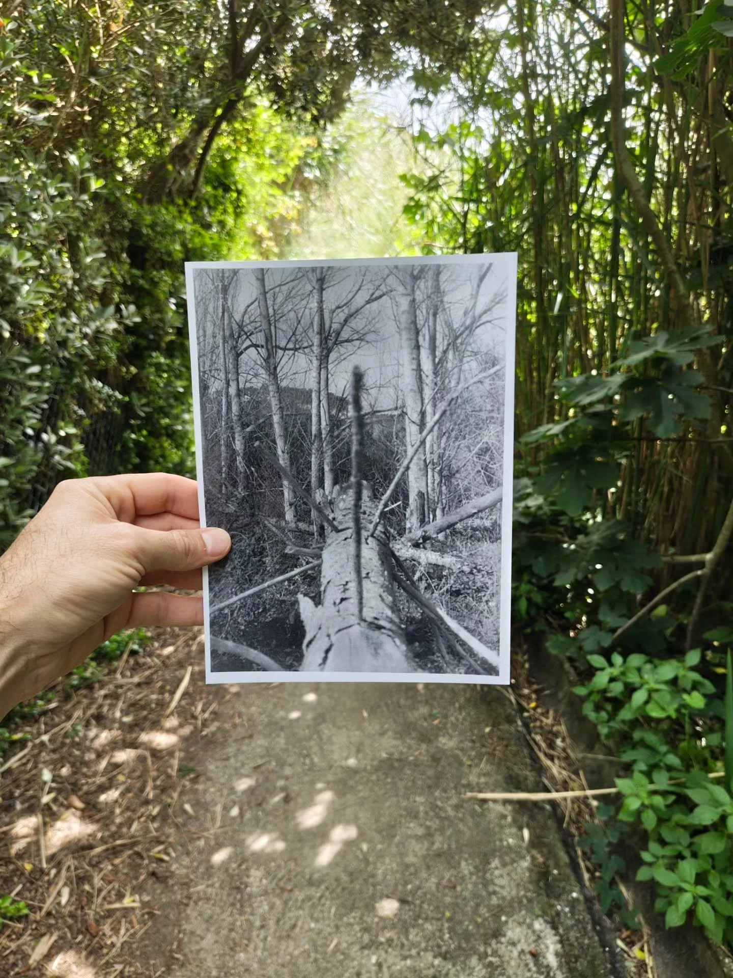 Where the analogue process leads to.

From a roll of film to a physical darkroom print.

Switch on the red light - link in bio.