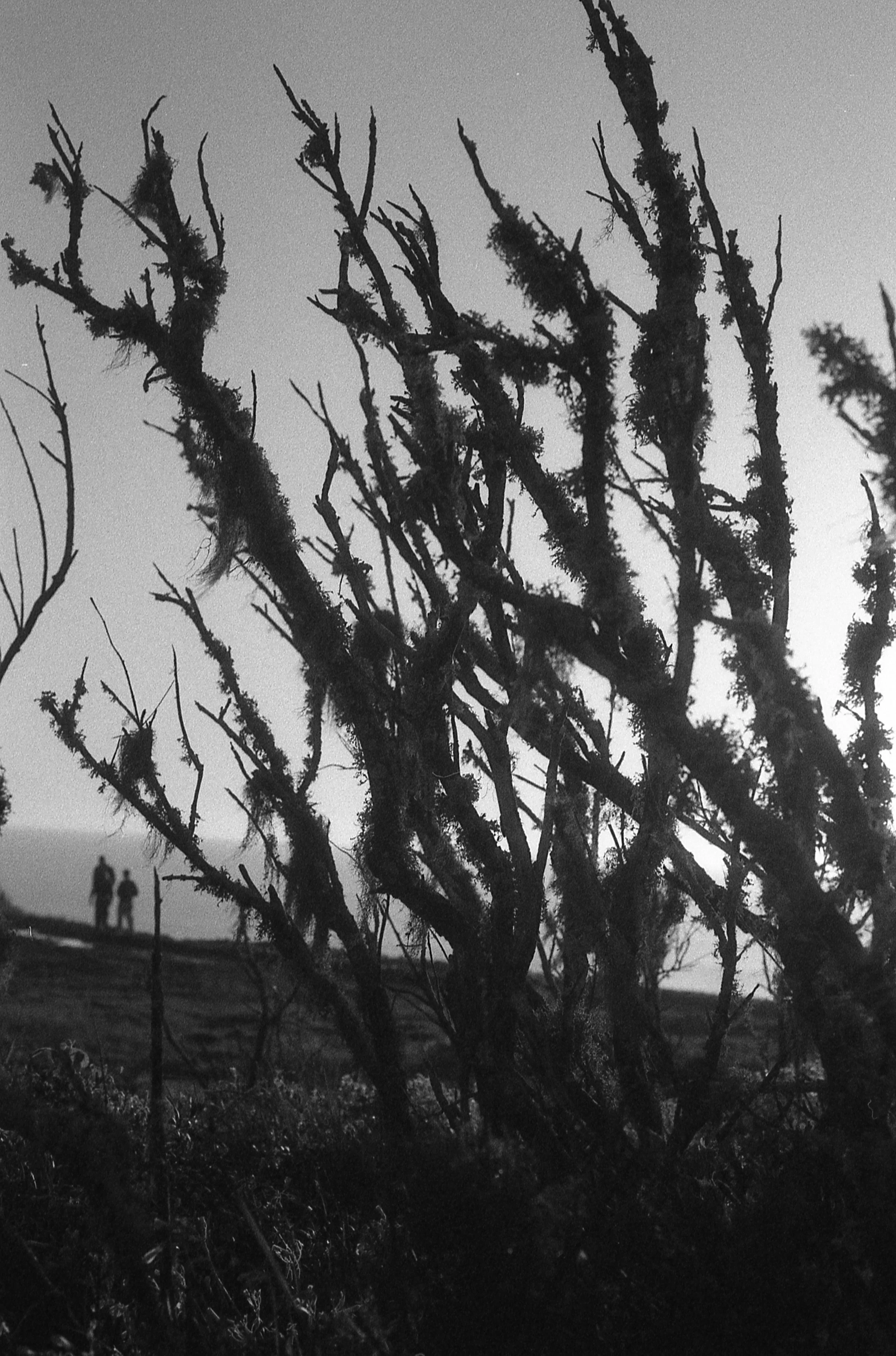 20260403 Nikon F4 Fomapan 400 019.jpg