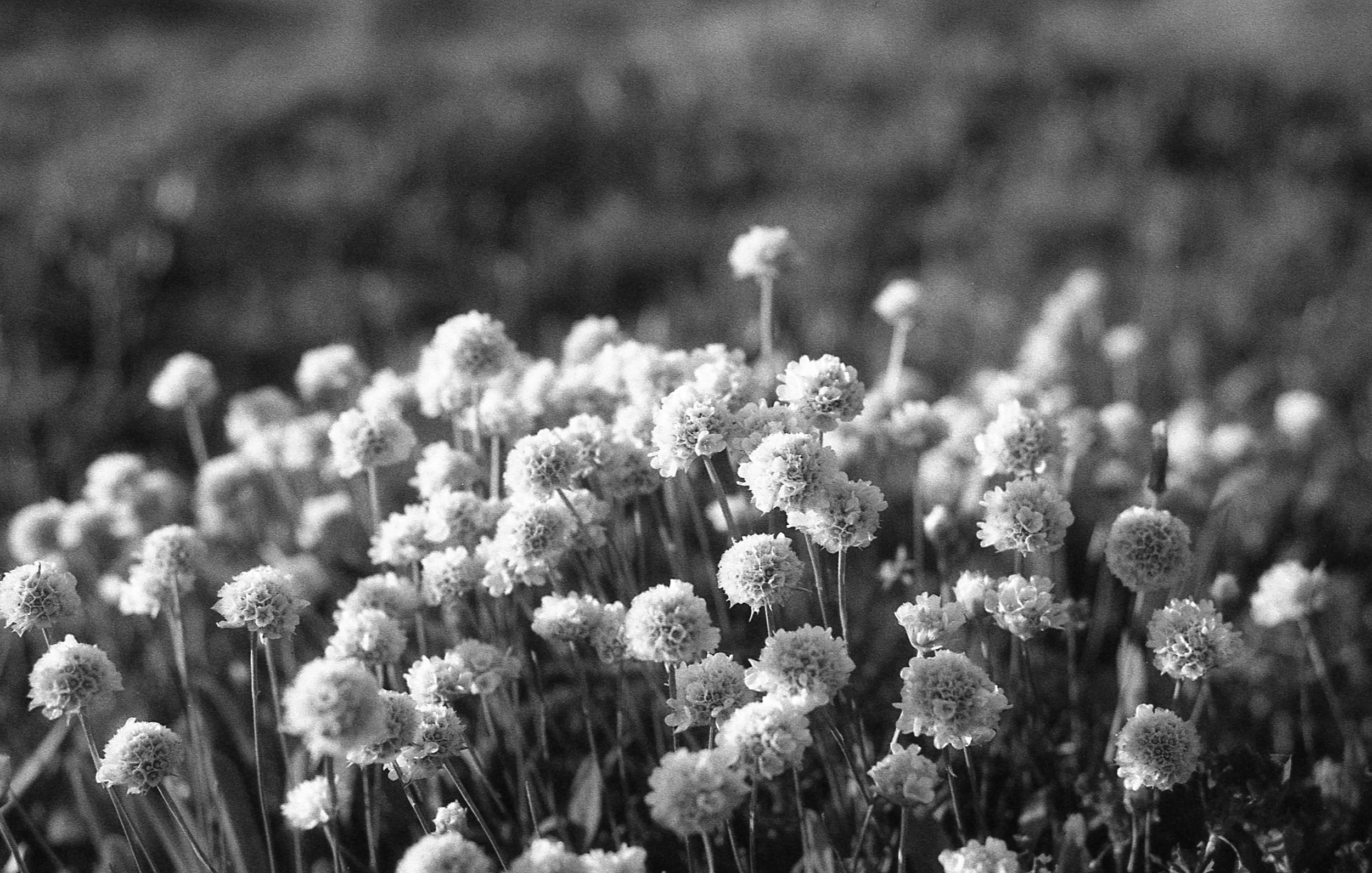 20260403 Nikon F4 Fomapan 400 022.jpg