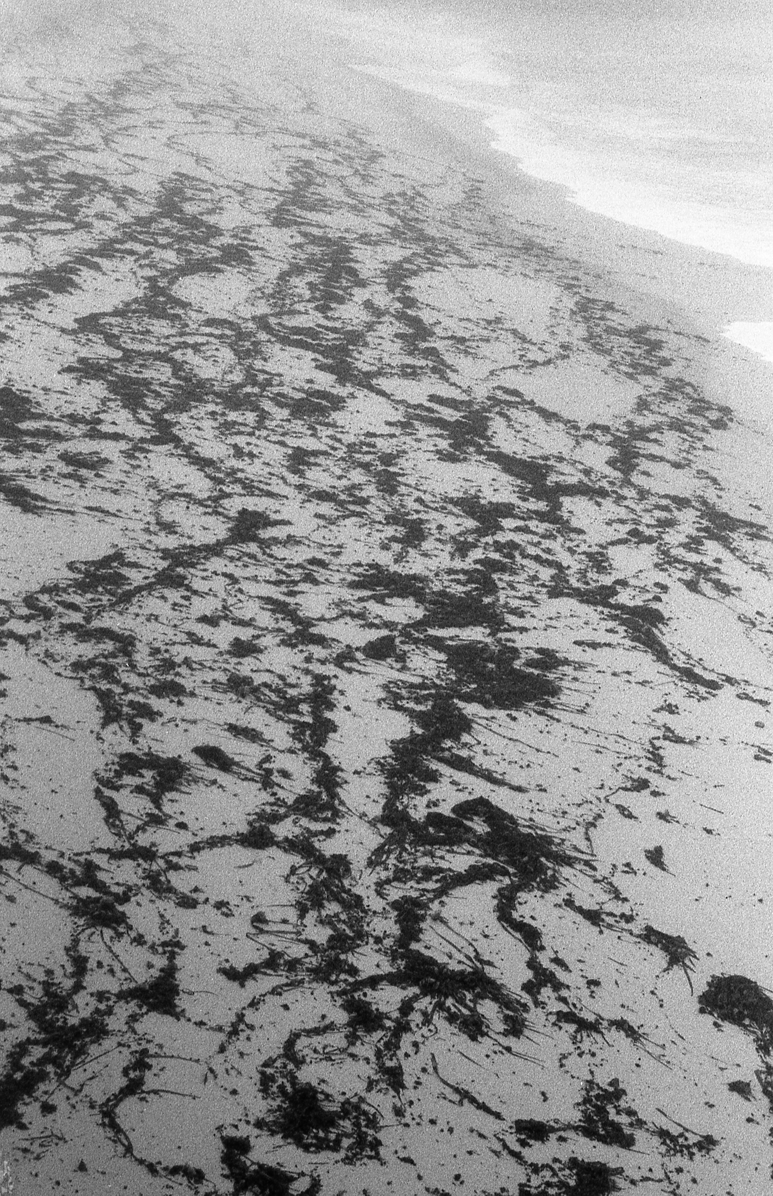 A foggy beach covered in seaweed in black and white.