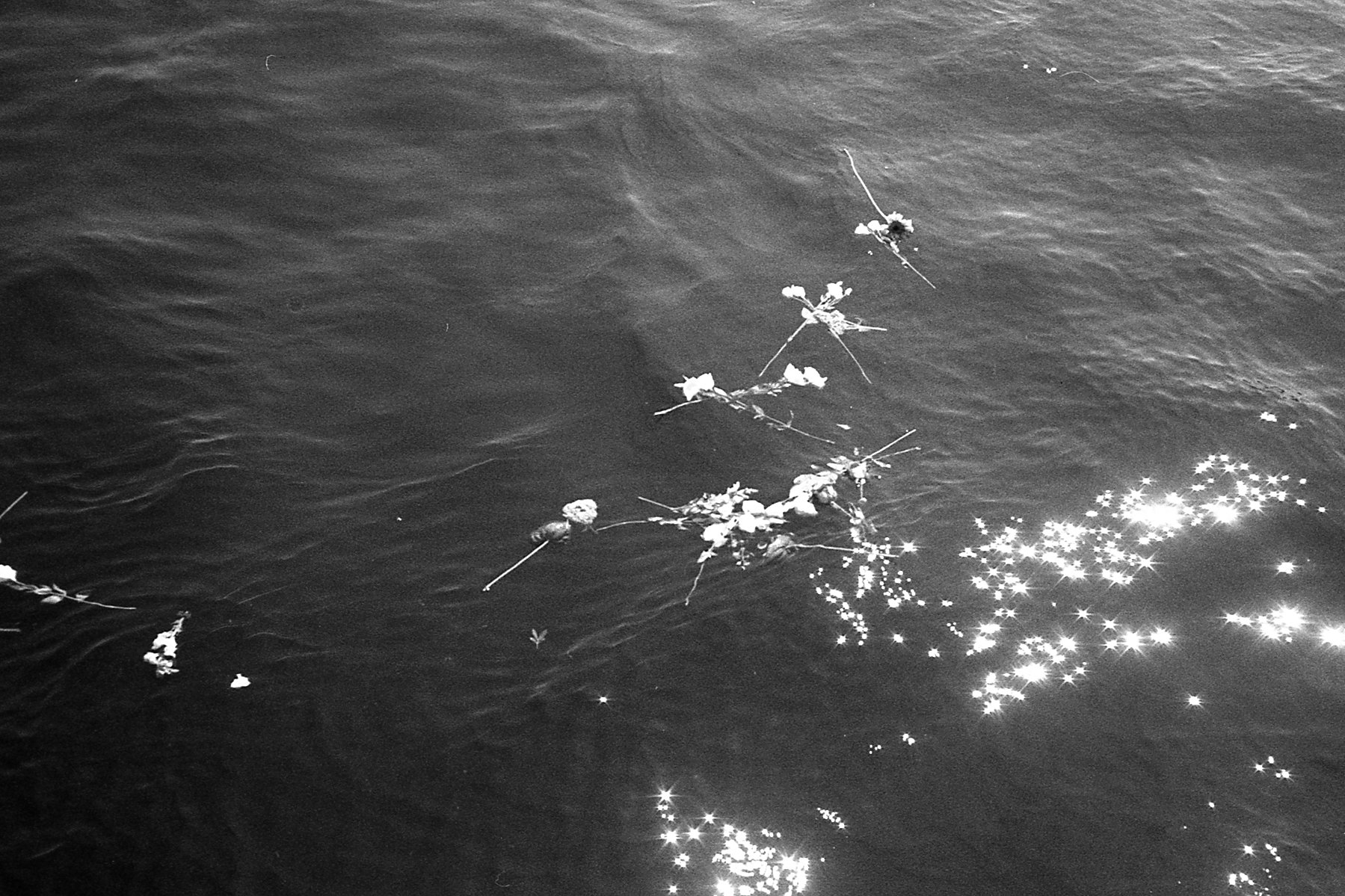 20211202 Agfa Optima TMAX400 014.jpg