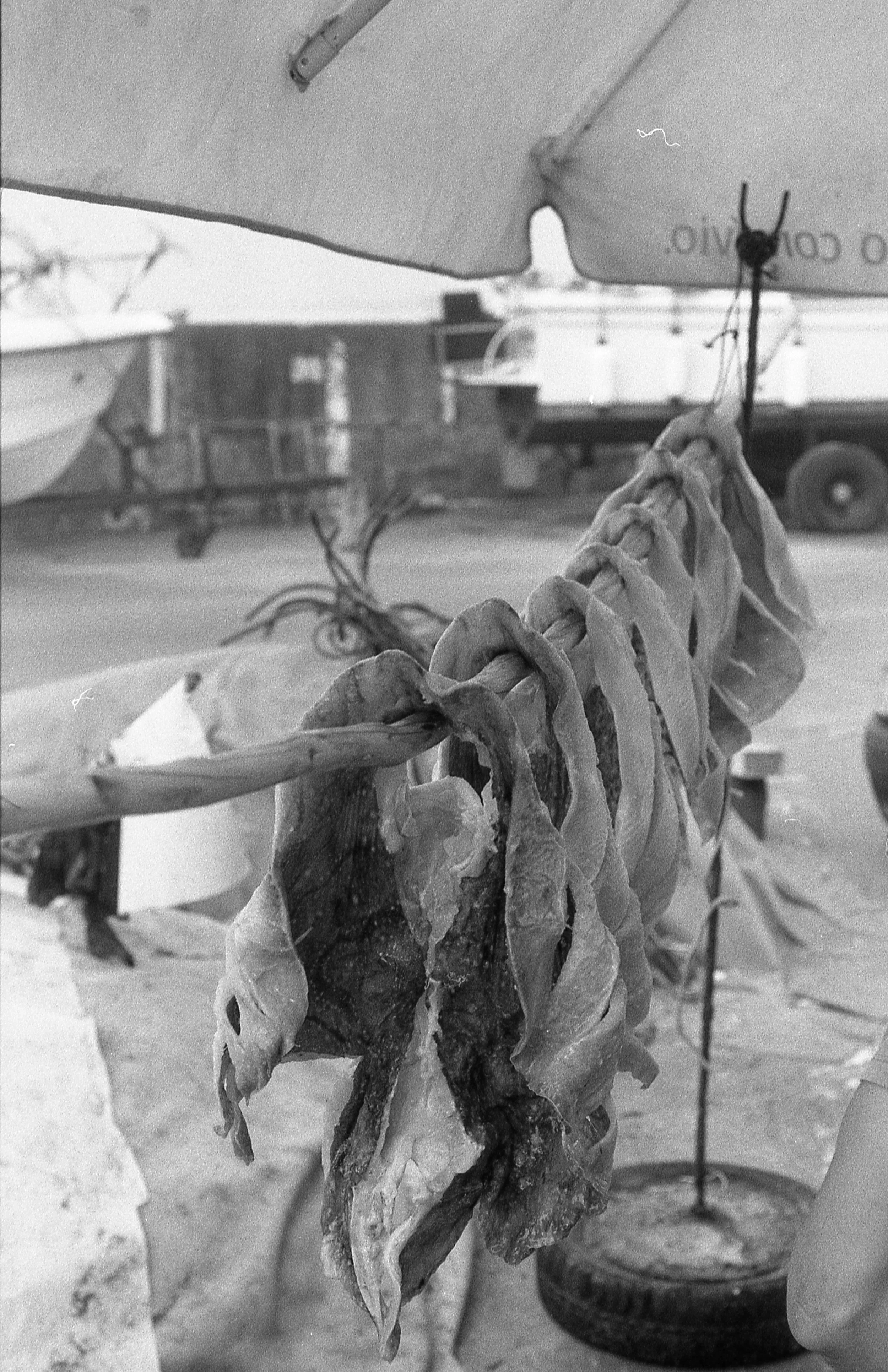 20240702 Nikon F4 Foma 400 023.jpg