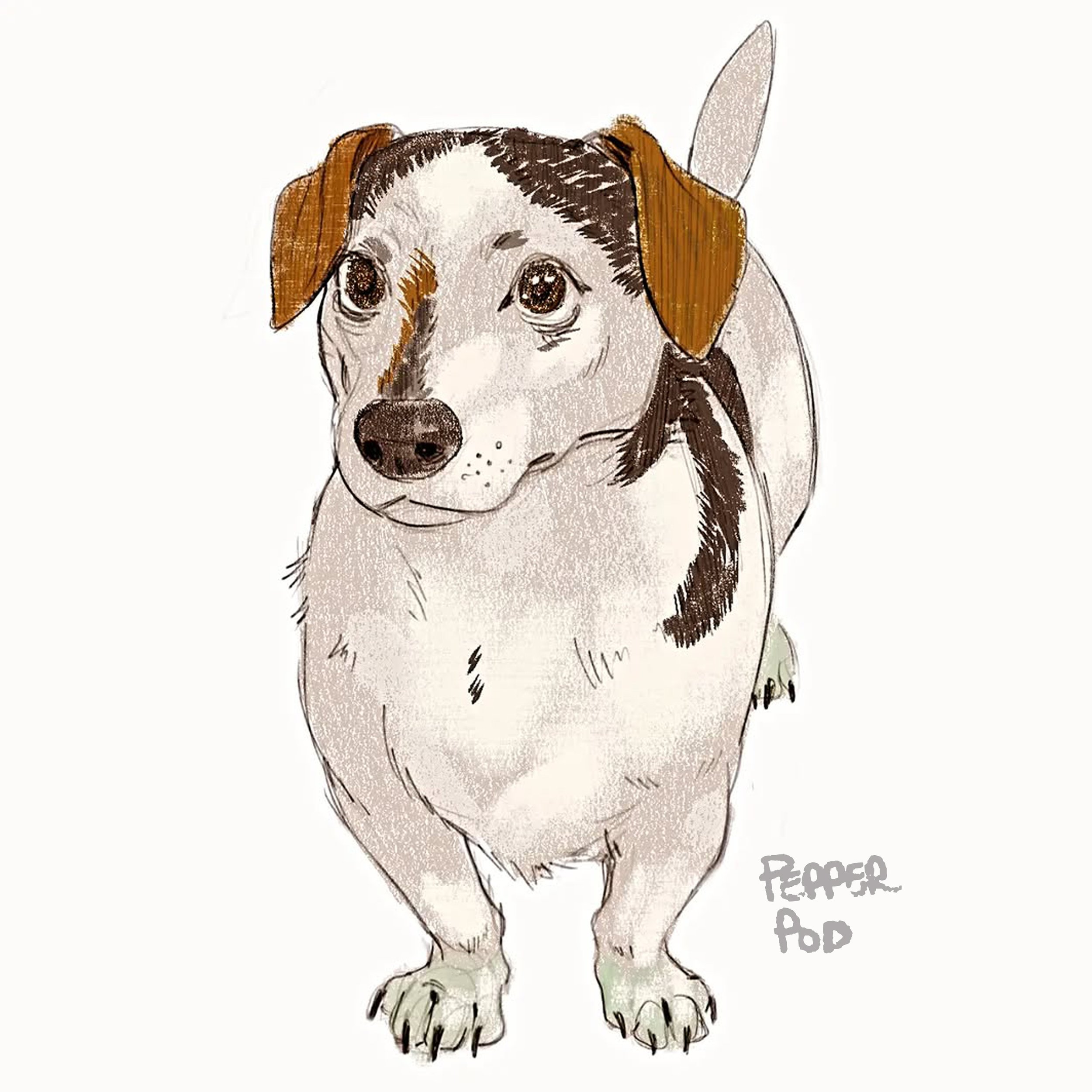 dog.jpg