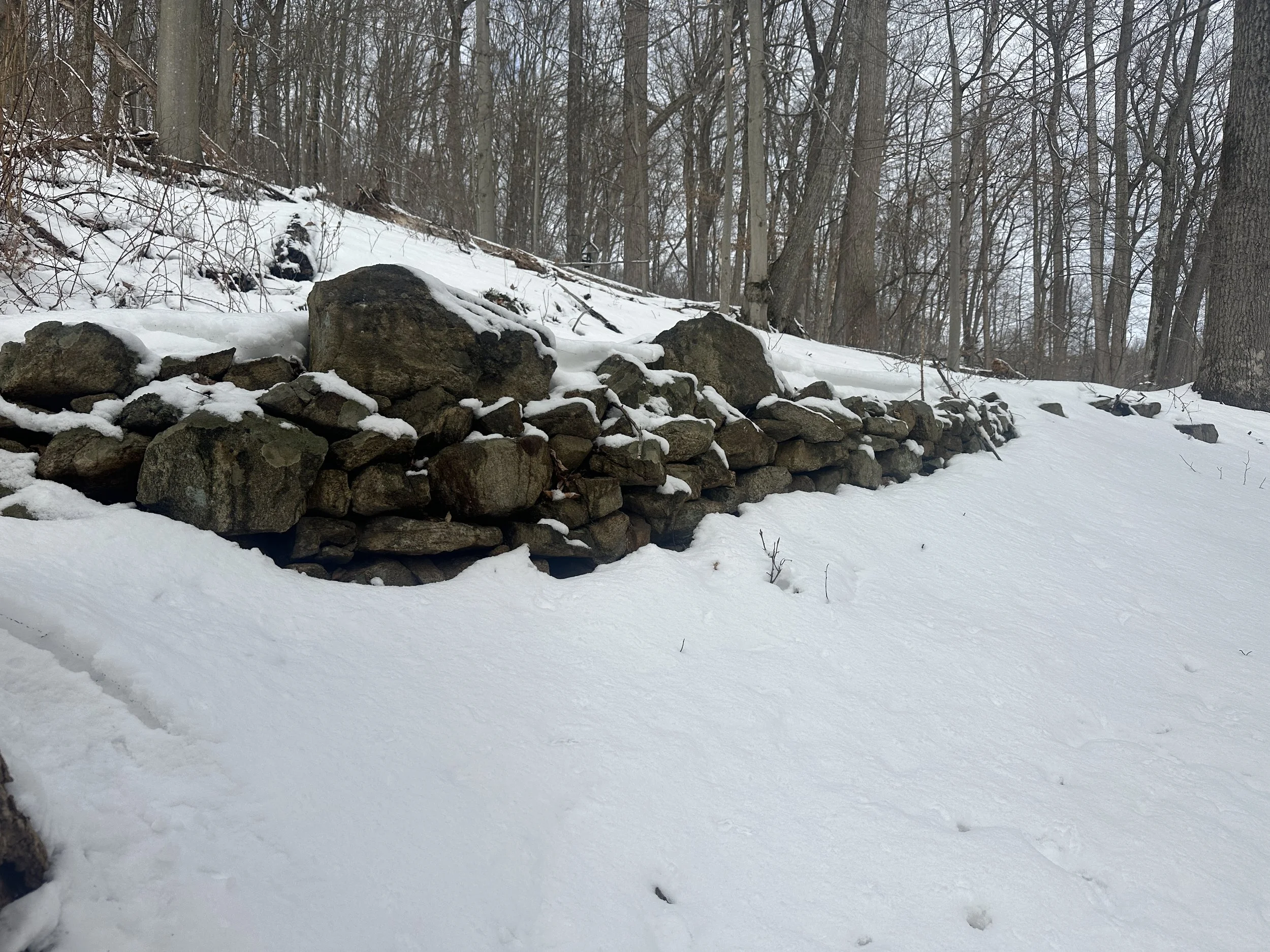 Stone wall along the woodland edge