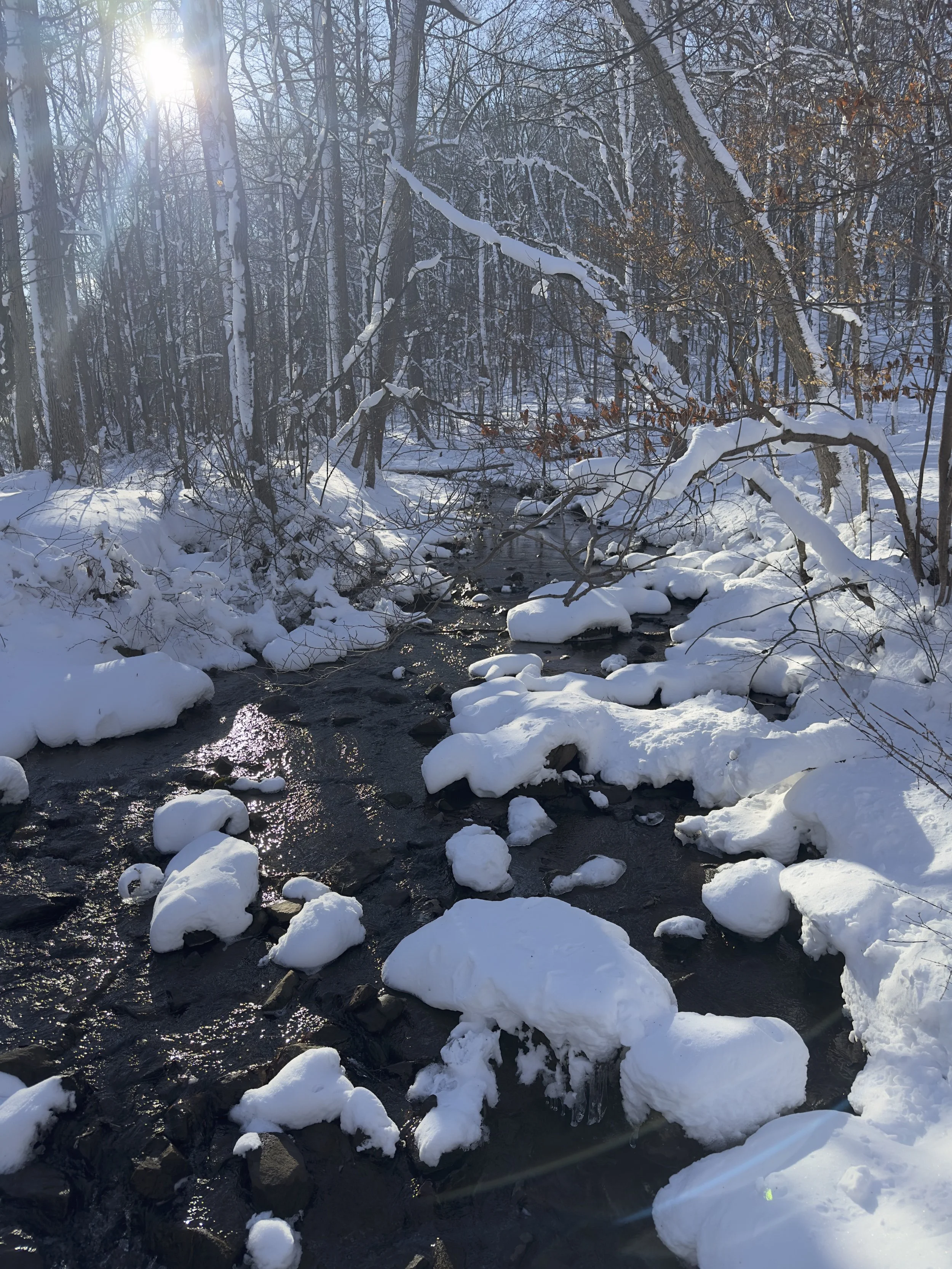 Stream corridor in winter woodland